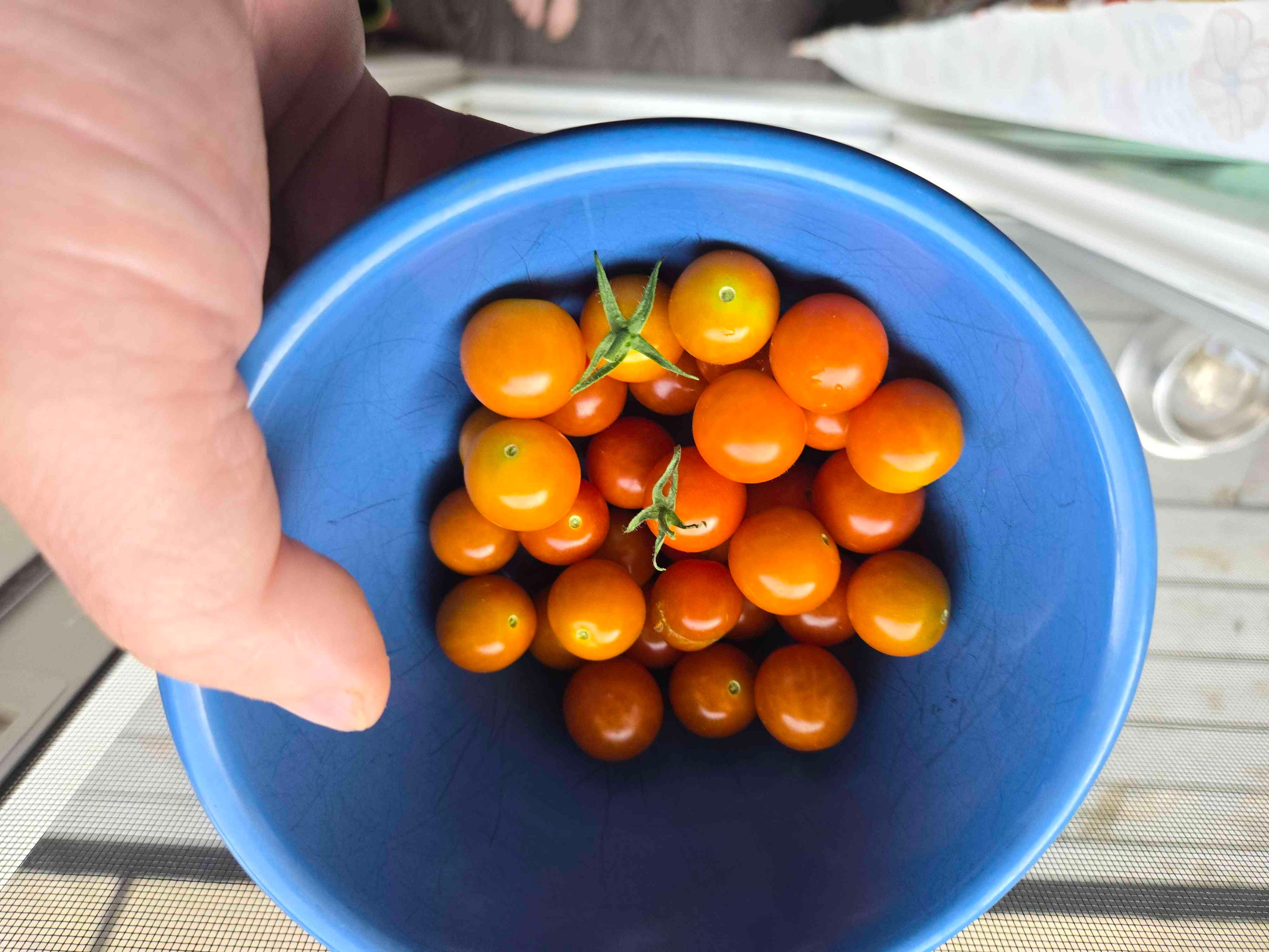 tomatoes from my garden in a bowl. 