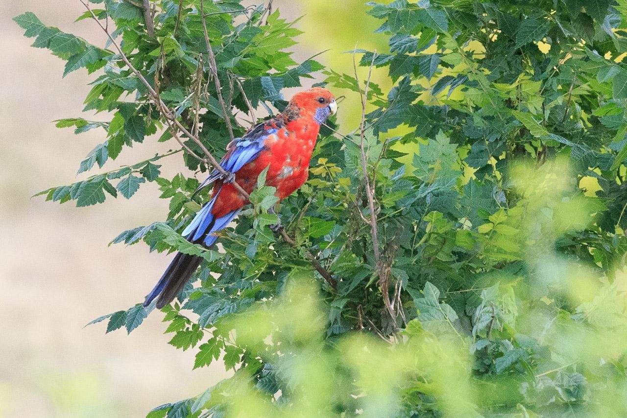 Crimson Rosella in a bush. It is mostly red, but with blue cheeks, and blue/black wings and tail. 