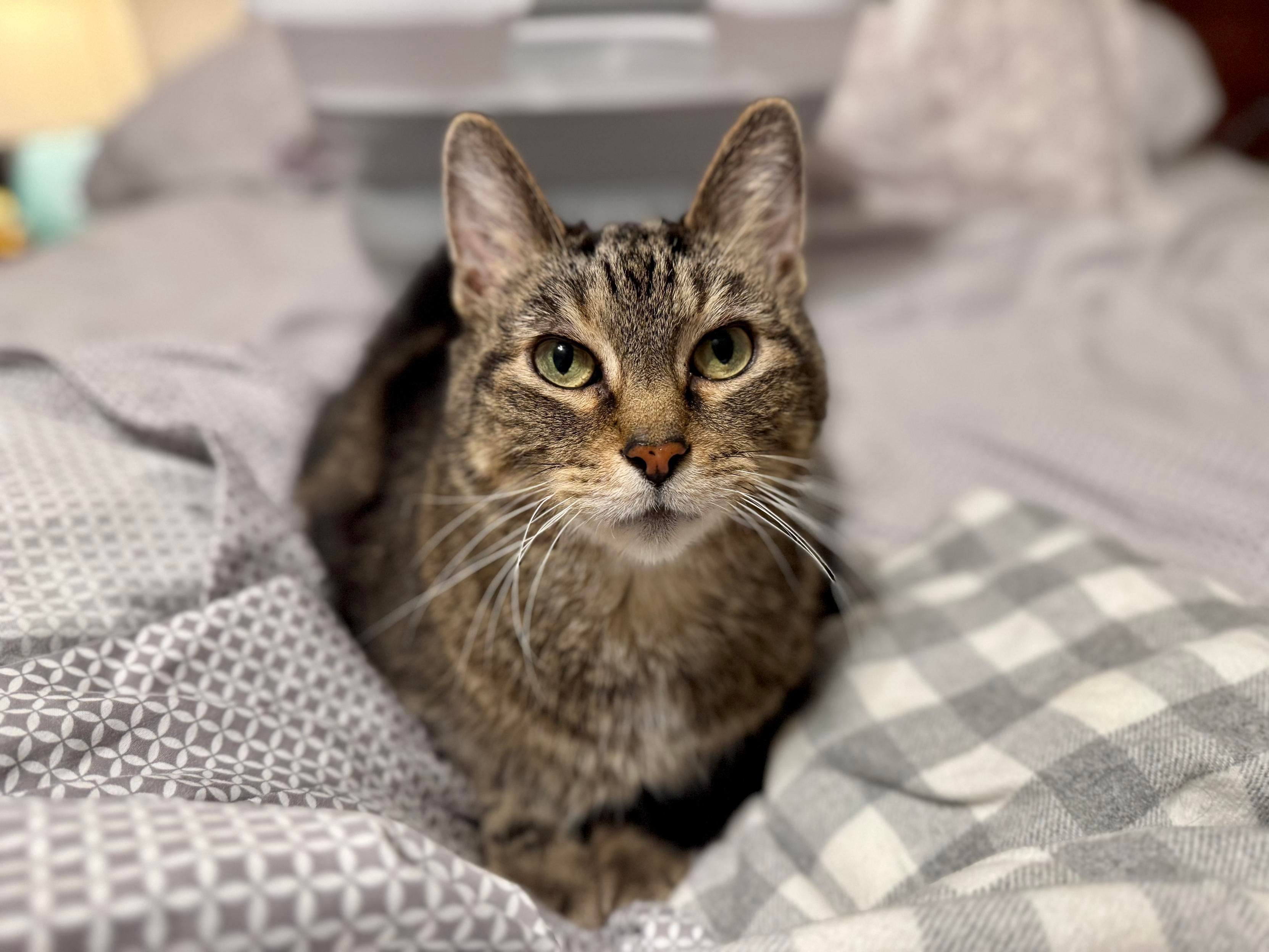 A tabby cat loafed in the middle of a bed with grey and white sheets. He’s a super handsome lil guy. 