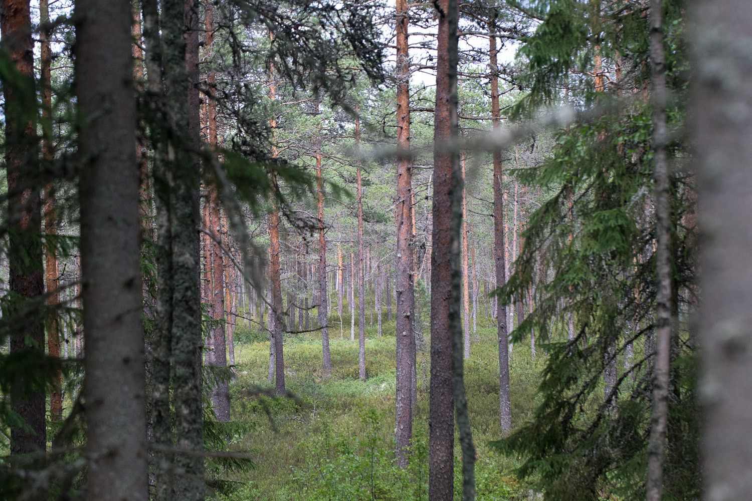 Näkymä kuusten välistä rämeelle, jossa kasvaa kookasta mäntyä.