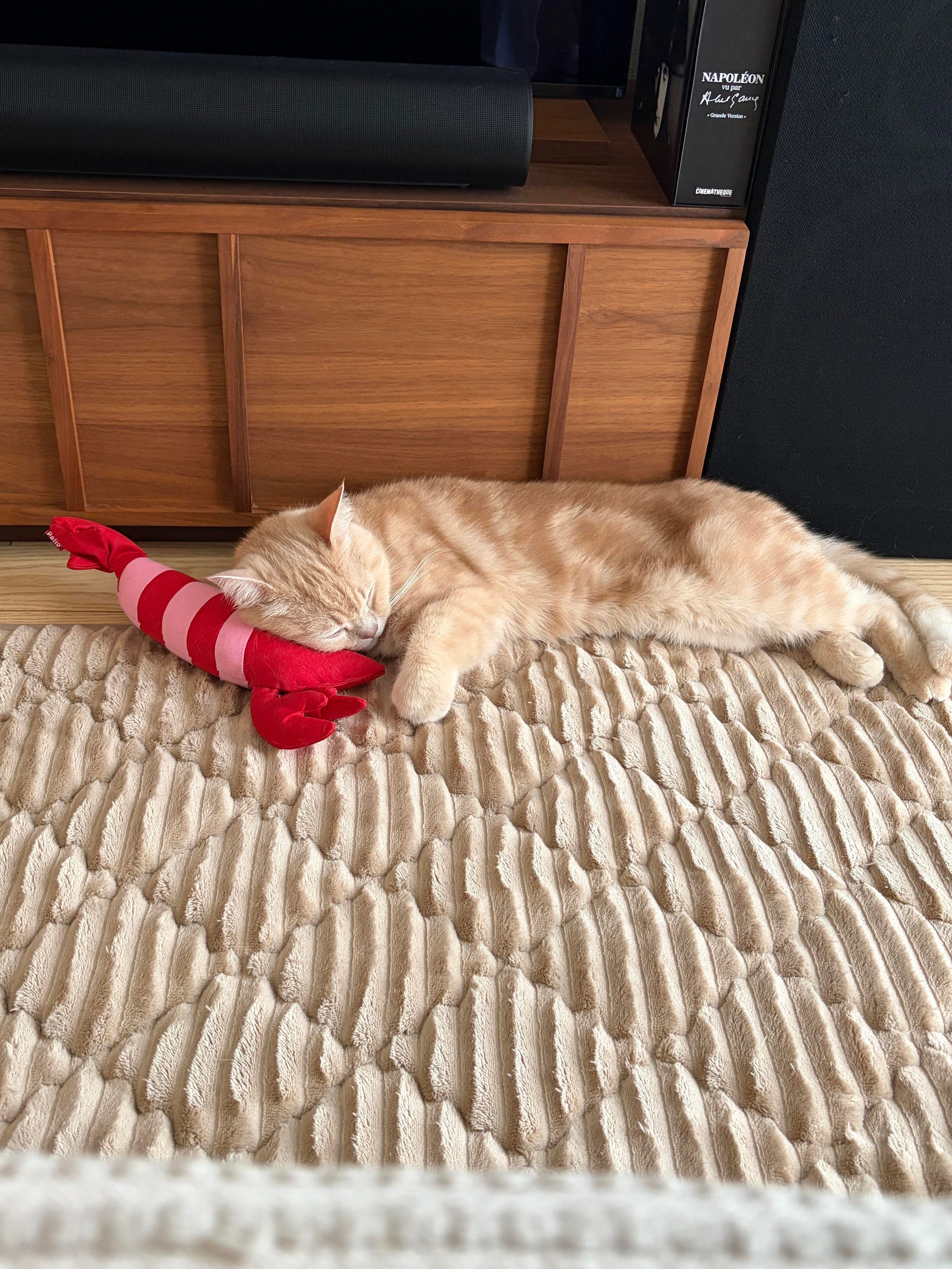 A cream tabby sleeping on the heated floor while resting its head on a toy lobster as a pillow