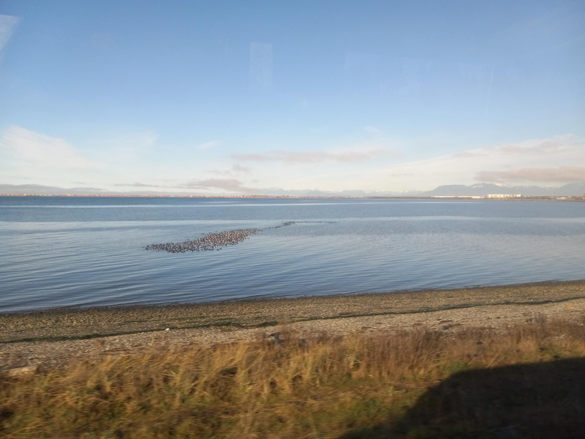 A view across the water looking north-ish from the Tsawwassen Ferry jetty, with a clump of hundreds of black and white ducks.  The mountains with a little snow are visible in the far distance, and the sky above is bright blue.  