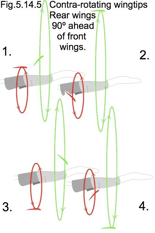 Four stages in the arm and leg flapping cycle of flying dromaeosaurs (i.e. vodroms) 90° apart.
The front wings work much like modern birds, though the shoulder is a bit lower.
Unlike the arms which generate thrust by moving down through the air, the legs push outwards, a bit like the legs in breast-stroke.  The knees & toes point sideways, away from the body.  The very long thrust-generating toe feathers point first upwards, then outwards.  The fossils of those feathers show they are obviously thrust-generating primary feathers, so they must point at right-angles to the direction of flight, not backwards as typically idiotic palaeontologists show them.