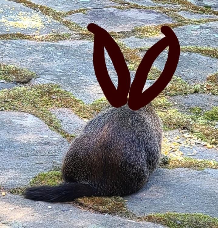 A large groundhog, viewed from behind. Hand-drawn rabbit ears on his head.
