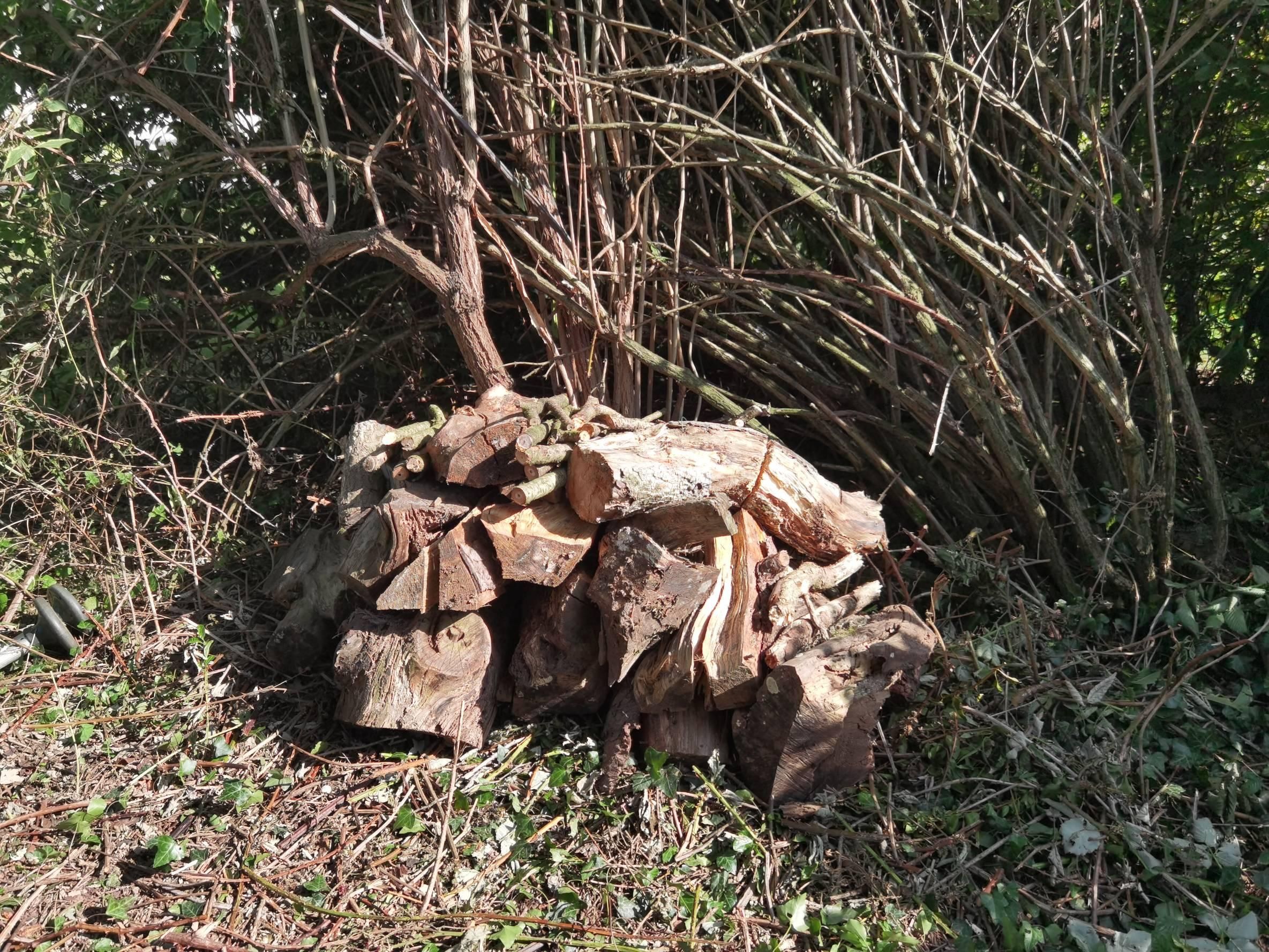 The core of the pile, made from gnarly firewood leftovers that are too hard to split. They are stacked several layers high, to about 3 ft. Behind it are many twisted branches of an elderberry bush and some other plants.
