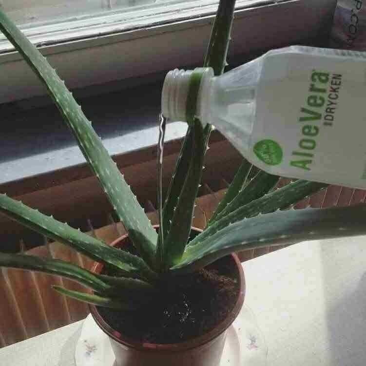 aloe plant being watered from the aloe vera drink bottle