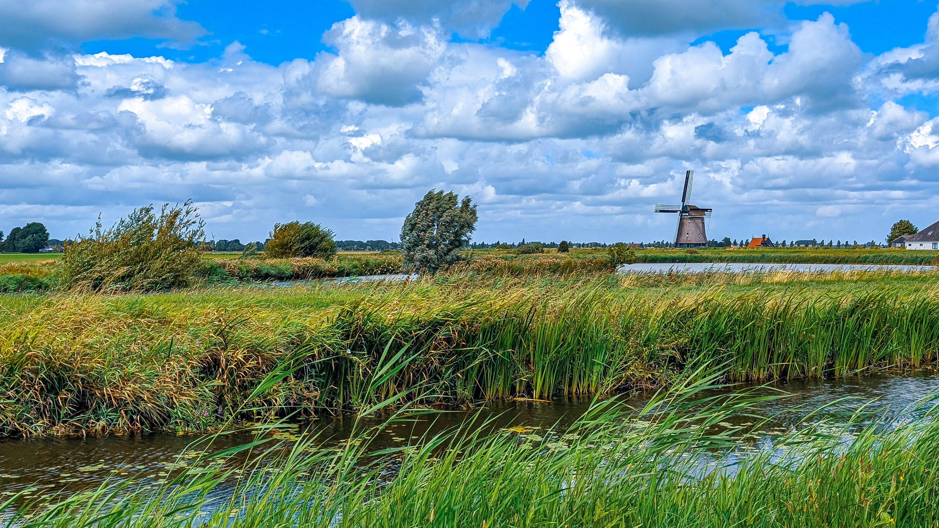 A scenic and tranquil Dutch landscape, with a traditional windmill on the horizon. In the foreground is a canal with lush tall, green reeds and other wild grasses. In the midground, there's a field of golden-yellow and green grasses, interspersed with bushes and a few trees. One tree stands out, with its leaves rustling in the wind. To the right, a classic Dutch windmill with its sails is a prominent feature, standing against the horizon. The background is a vast, open sky filled with dramatic, fluffy white clouds against a deep blue sky. 