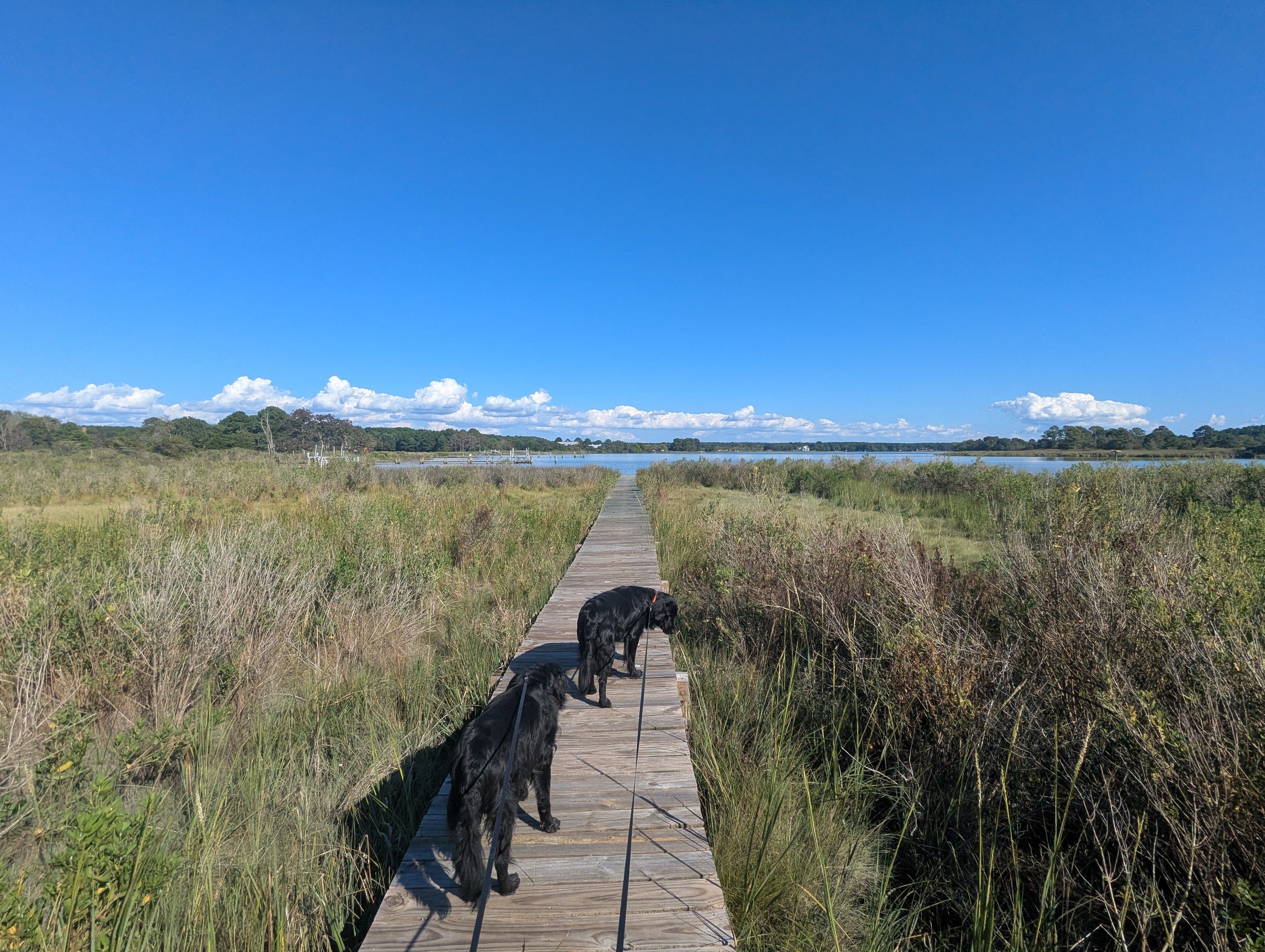 Photo of a fine early September day on Harris Creek, sky is deep blue with puffy white clouds riding the horizon. Marsh is browning and gone to seed. Creek water is rippled and reflects the sky and clouds.
In the foreground Miles and Jon two black Flat-Coated retrievers stroll down the wood walk in hopes of spotting interesting waterfowl.