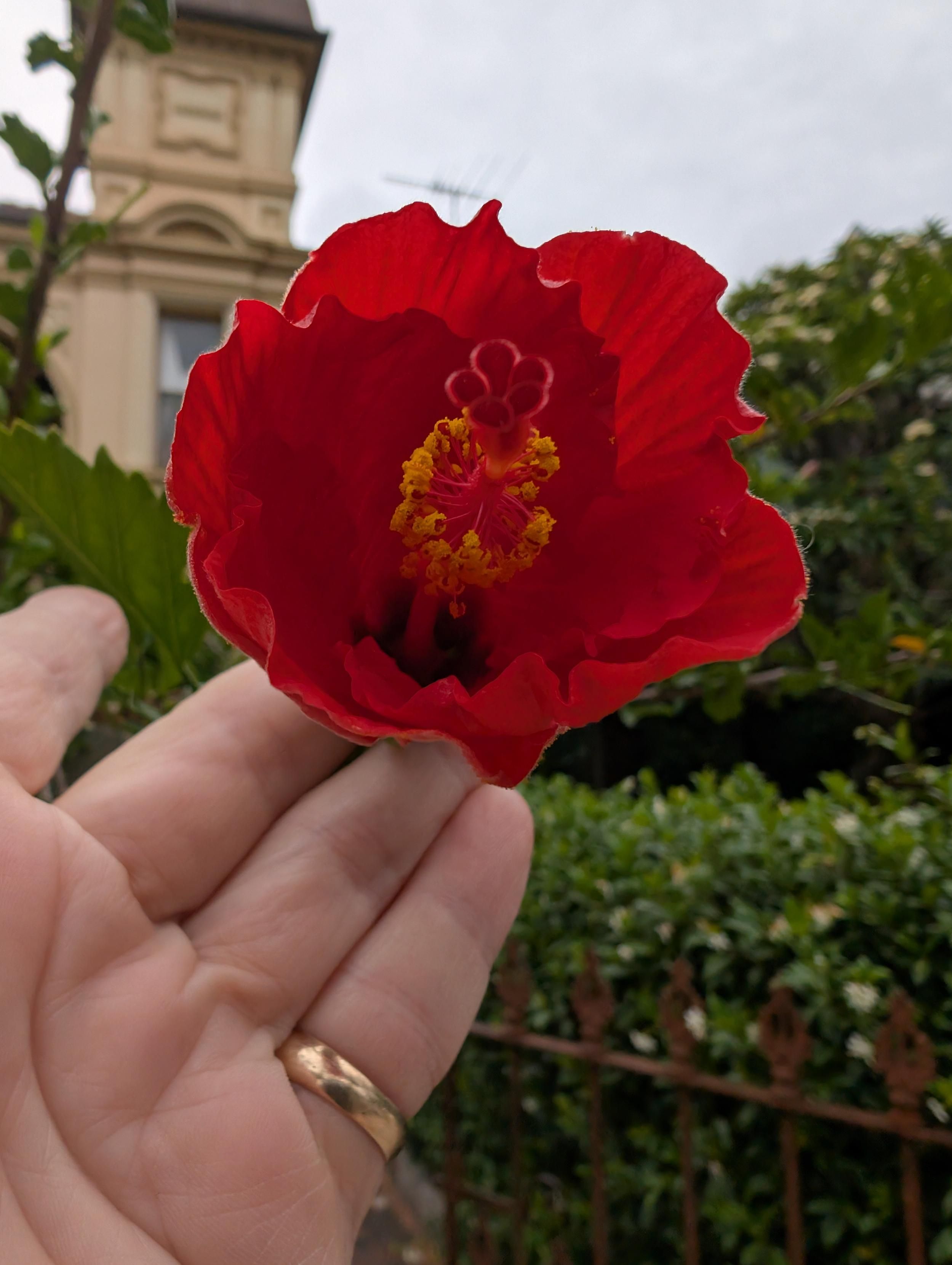 My fingers trying to hold a red Hibiscus flower