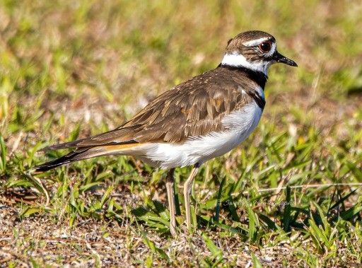 "The Killdeer stands poised on a patch of short, sunlit grass, its slender legs almost delicate against the earth. Its plumage is a striking mix of warm brown on its back and wings, contrasted against the crisp white of its underside. Twin black bands encircle its throat like a finely drawn necklace, accentuating its slender frame. But the most mesmerizing detail is the fiery red ring around its alert, keen eye, giving it an intense, watchful expression. The bird’s pointed beak and slightly puffed chest give it a sense of both elegance and determination, as if it is always ready to dart across the ground at a moment’s notice. A backdrop of blurred green hints at open space, allowing the Killdeer to stand as the undeniable focal point of the scene—at once graceful and wild." - Copilot