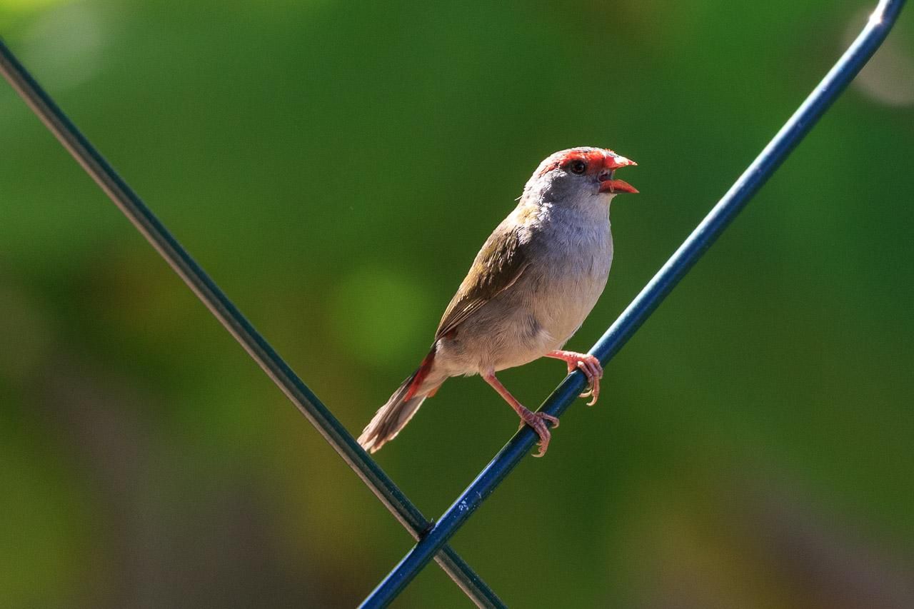 A tiny grey and green finch with red beak, bum, and brow, perched on some green coloured metal struts on an arbour. 