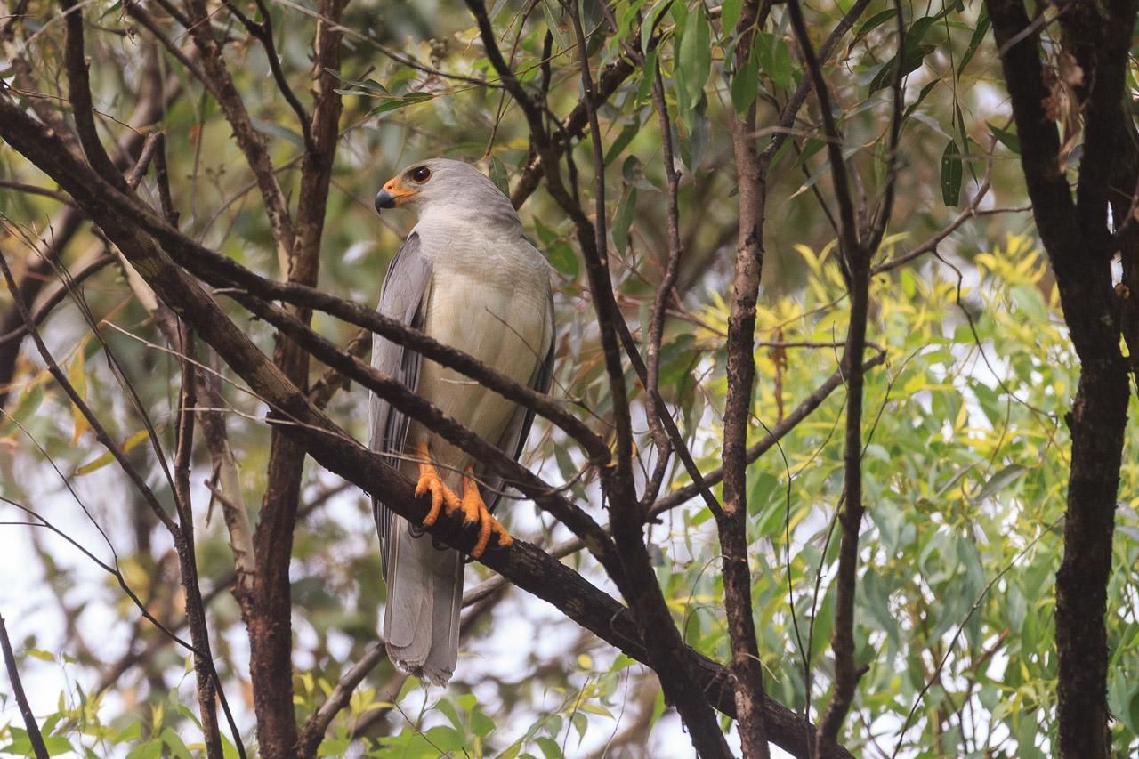 A large hawk in light and medium grey with a yellow beak, legs and claws. Perched on a branch, standing upright and looking suitably regal. It has its head turned to the left and slightly back. 
