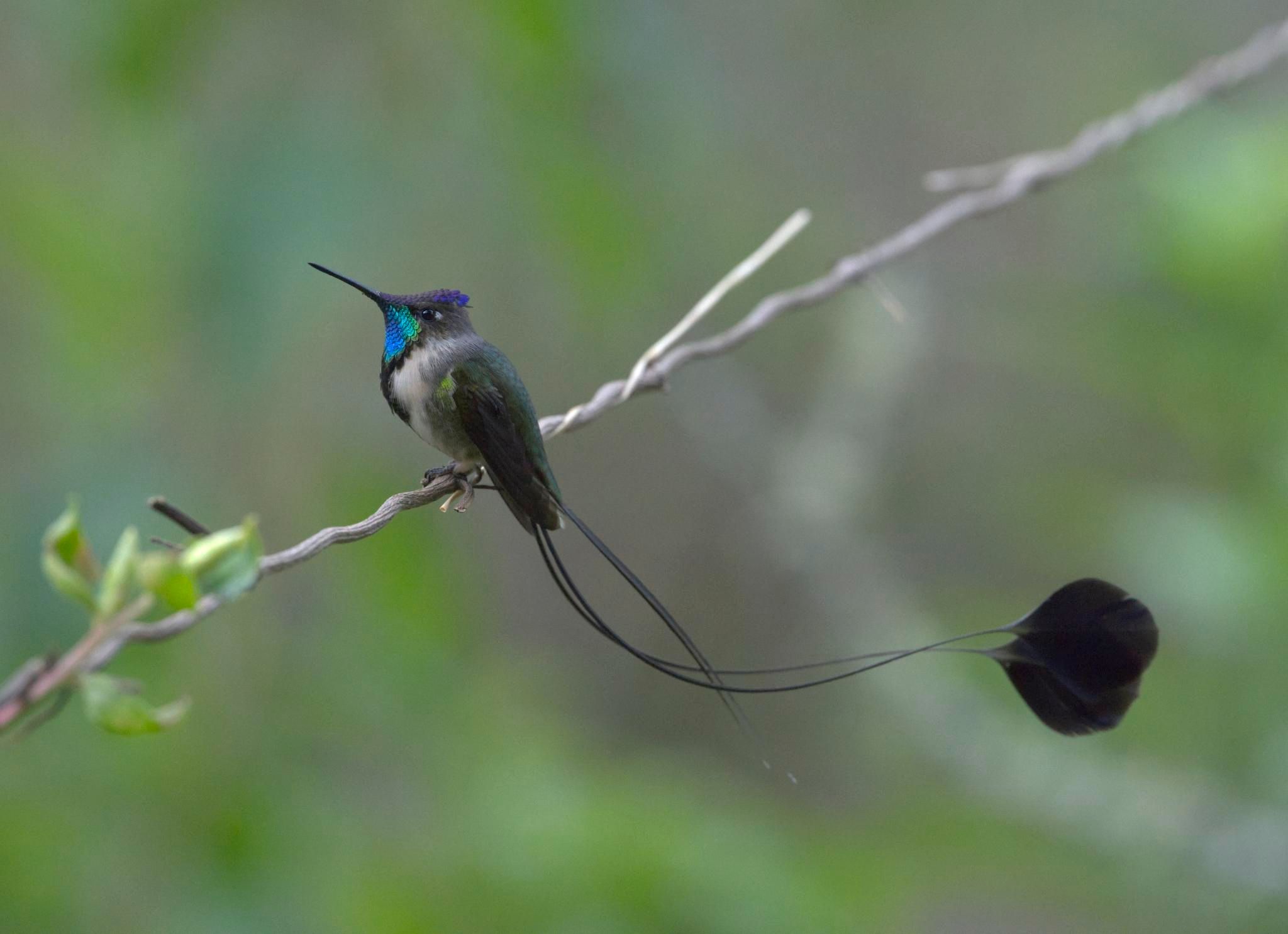 A fancy hummingbird with a turquoise and neon green throat, a purple cap with a slight crest, and a long, long tail with four ribbons-- two straight central ribbons & two gracefully curved outer ribbons that end in broad leaflike discs-- sits proud & puffed on a bare vine. This is the adult male Marvelous Spatuletail. Photo by Peachfront. Nov. 13, 2024.