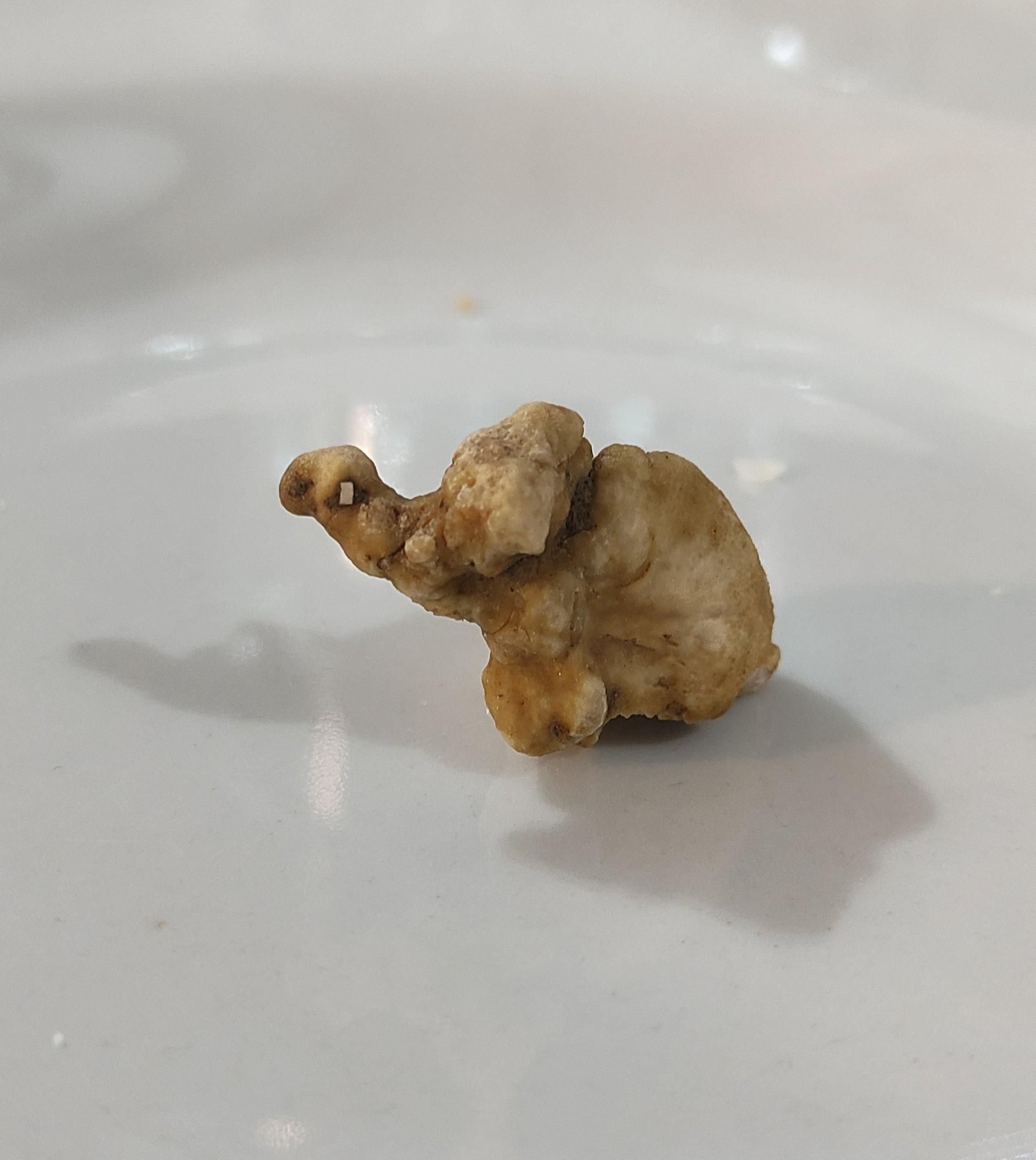 un tartufo bianco a forma di elefantino 