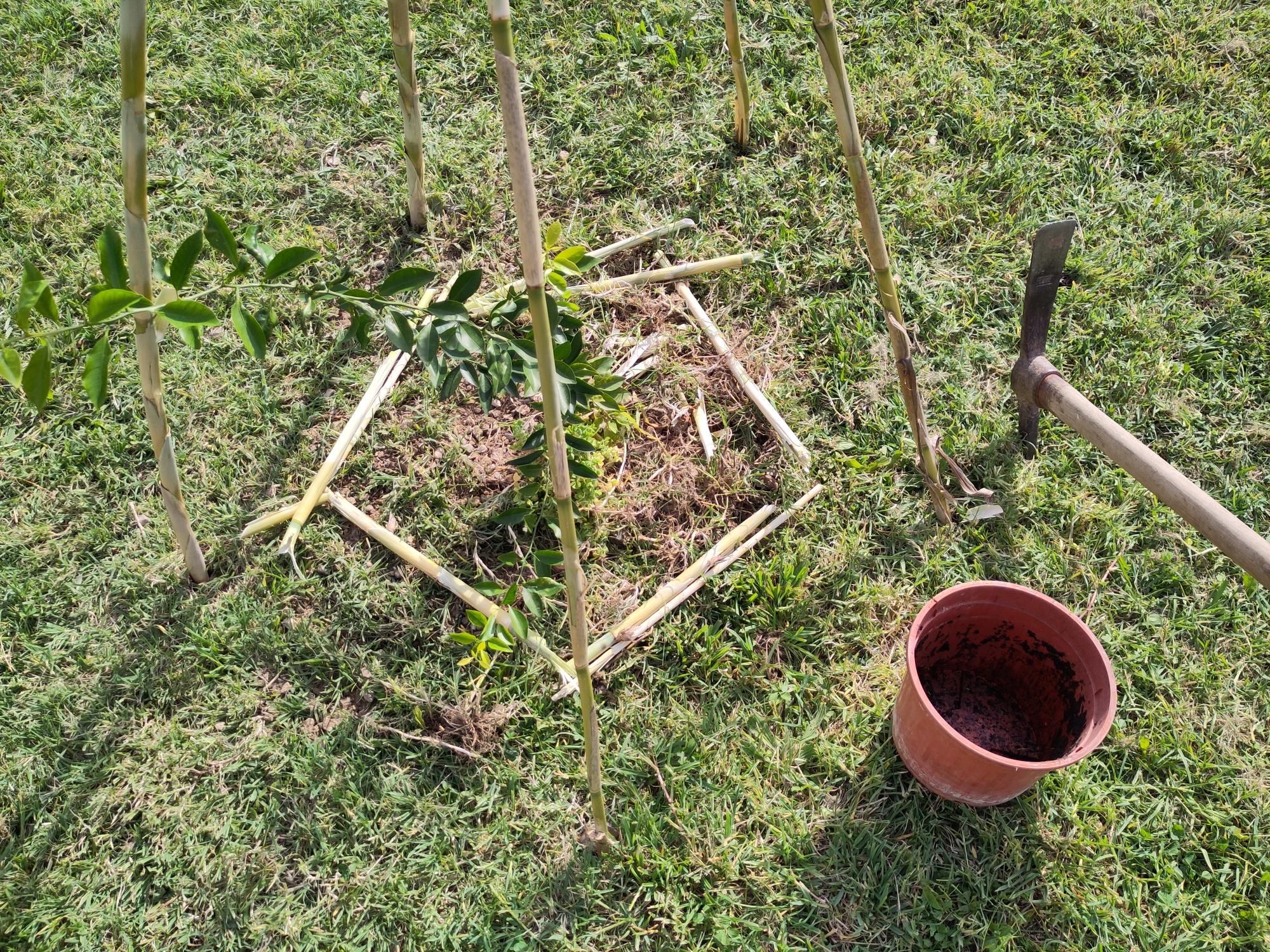 Un giovane mandarino sotto una struttura di cannicci. A lato, si vedono un vaso di plastica color terracotta e un piccone conficcato nella terra.