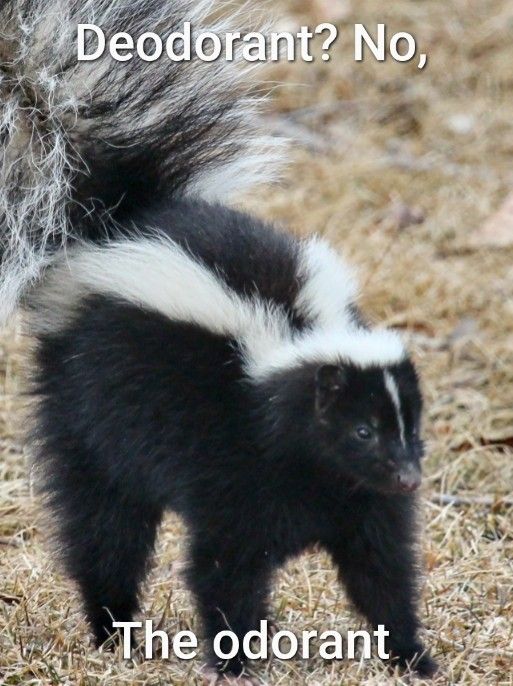 Deodorant? No,
The odorant

Photo of a skunk, tail raised and ready.