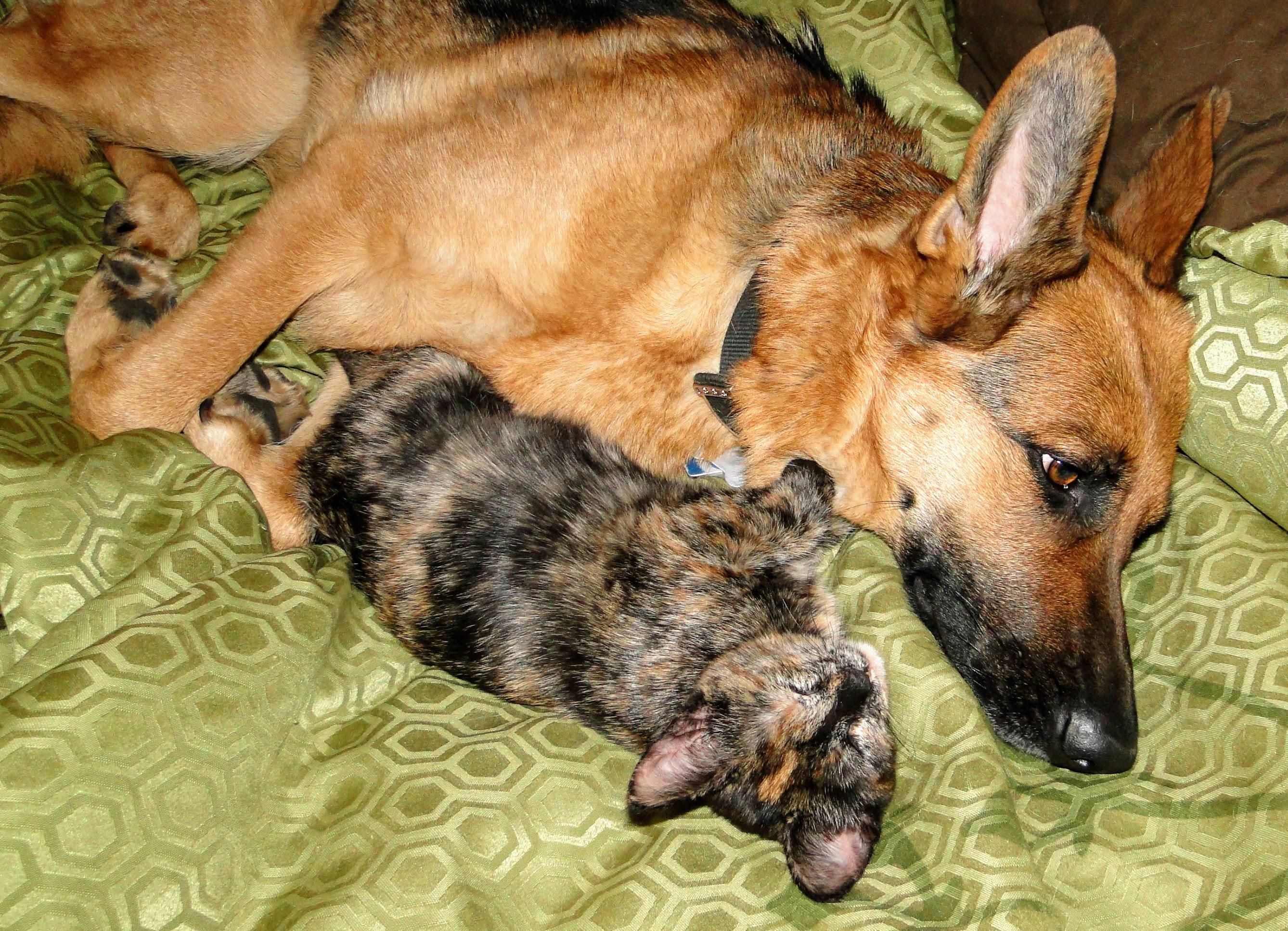 Maggie the Tortosaur, cuddling up to my Cherokee.  