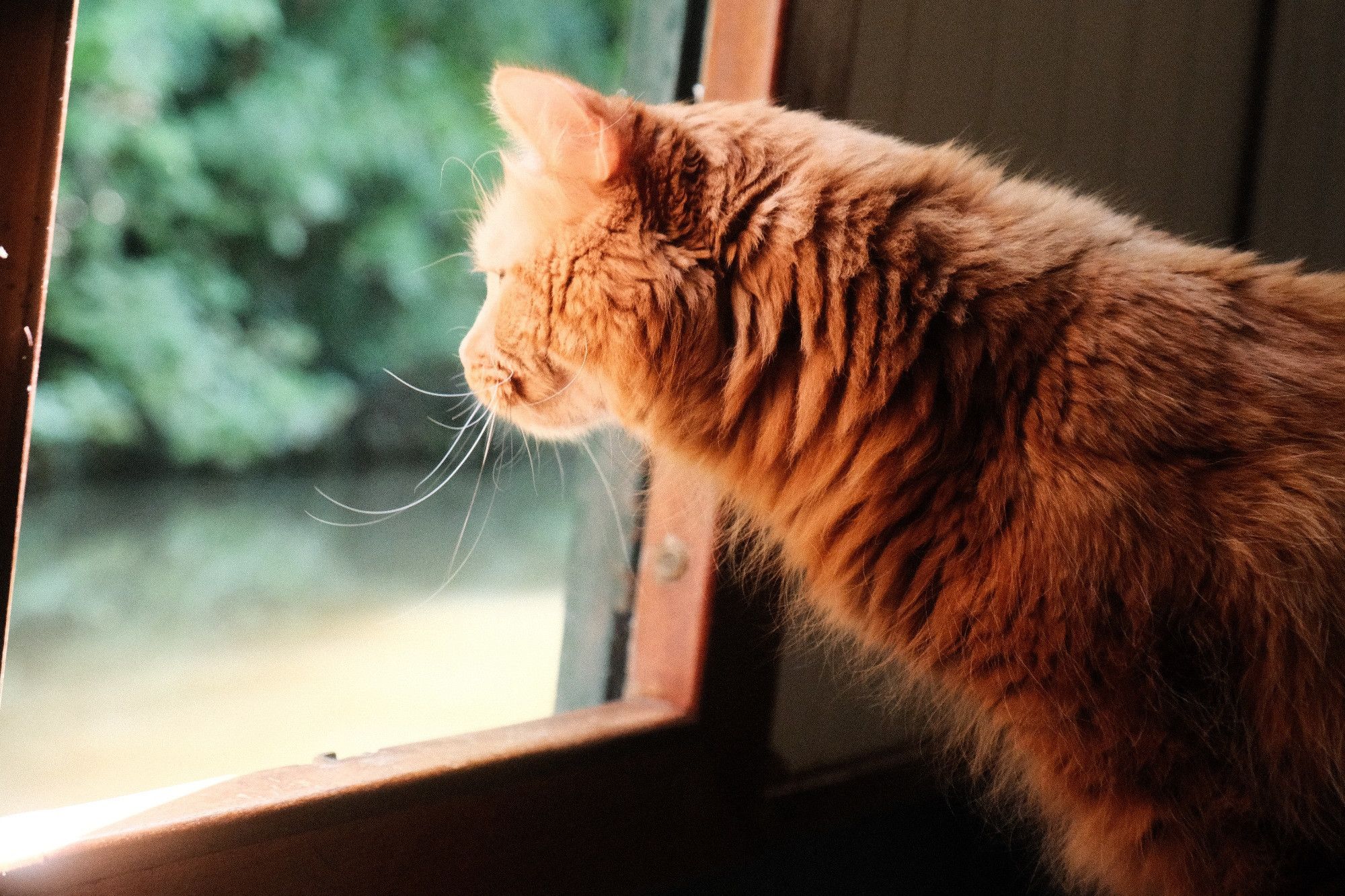 A cat looking out through a duck hatch at a canal with some ducks in it.