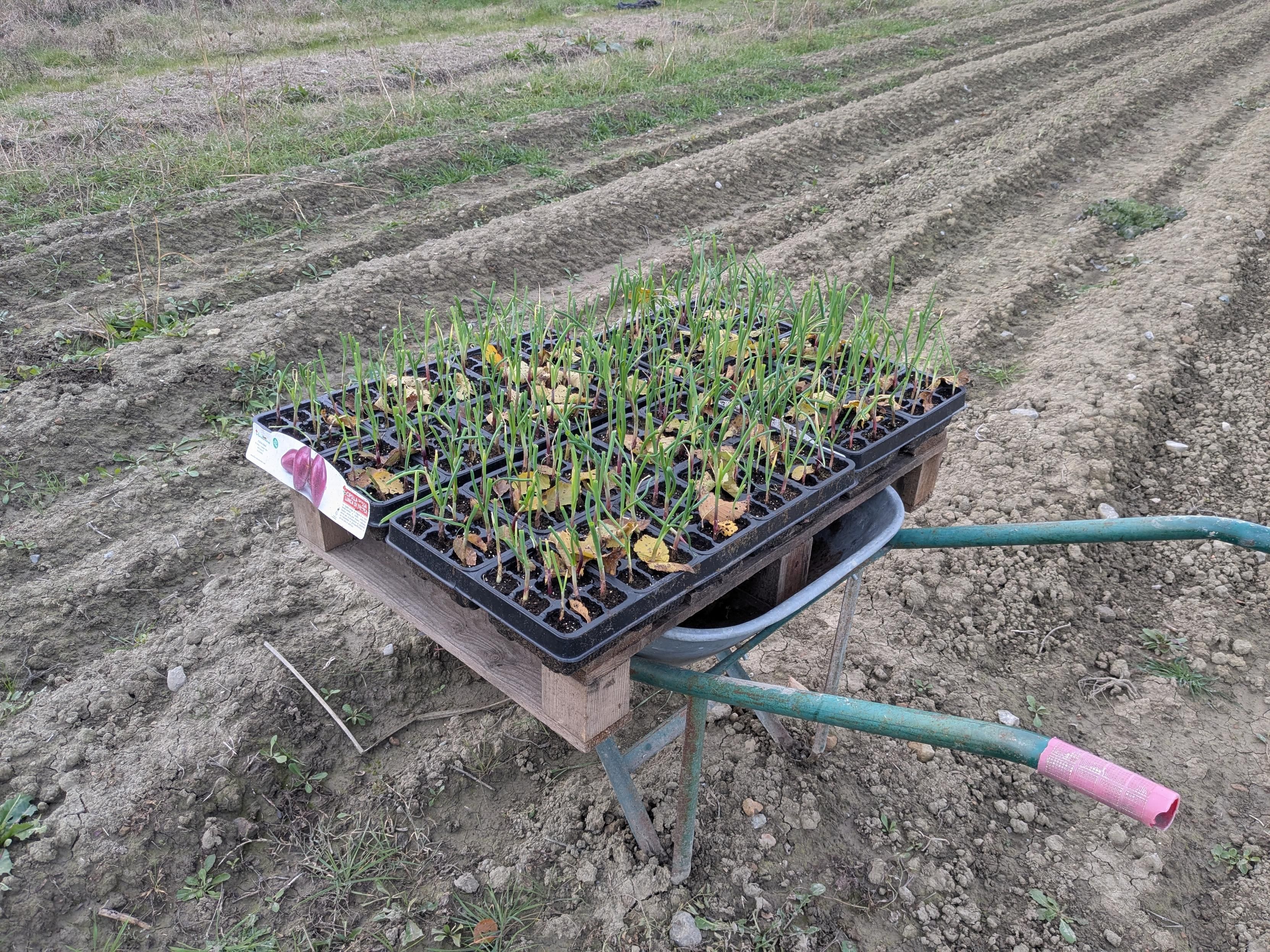 Photo of a barrow loaded with onion plants