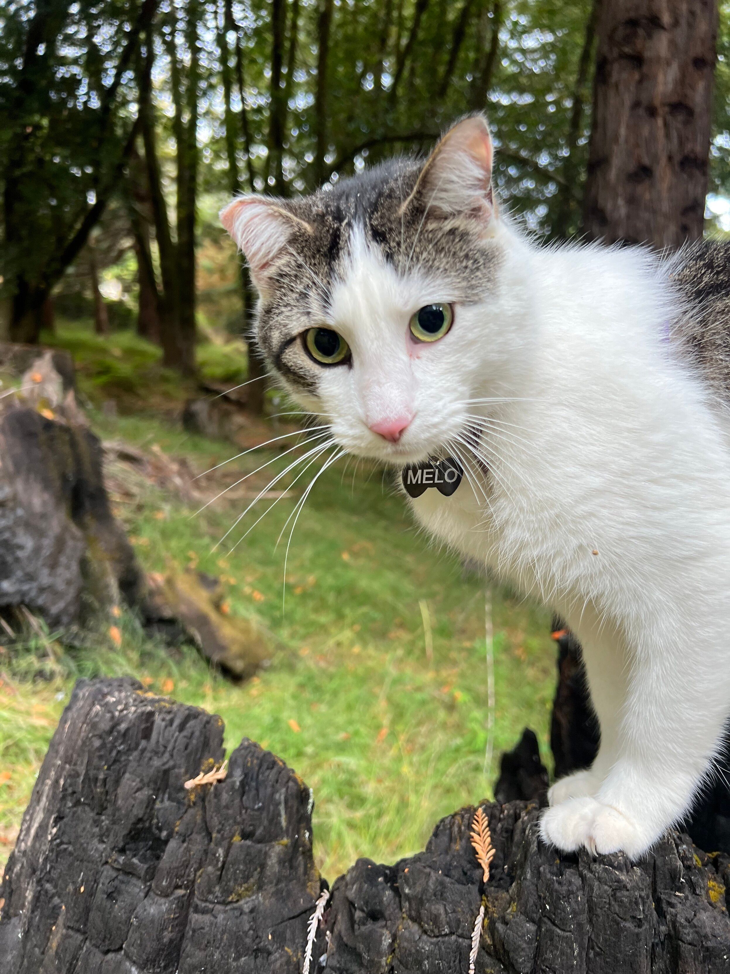 Melo kitty on a burnt out redwood trunk looking towards the camera