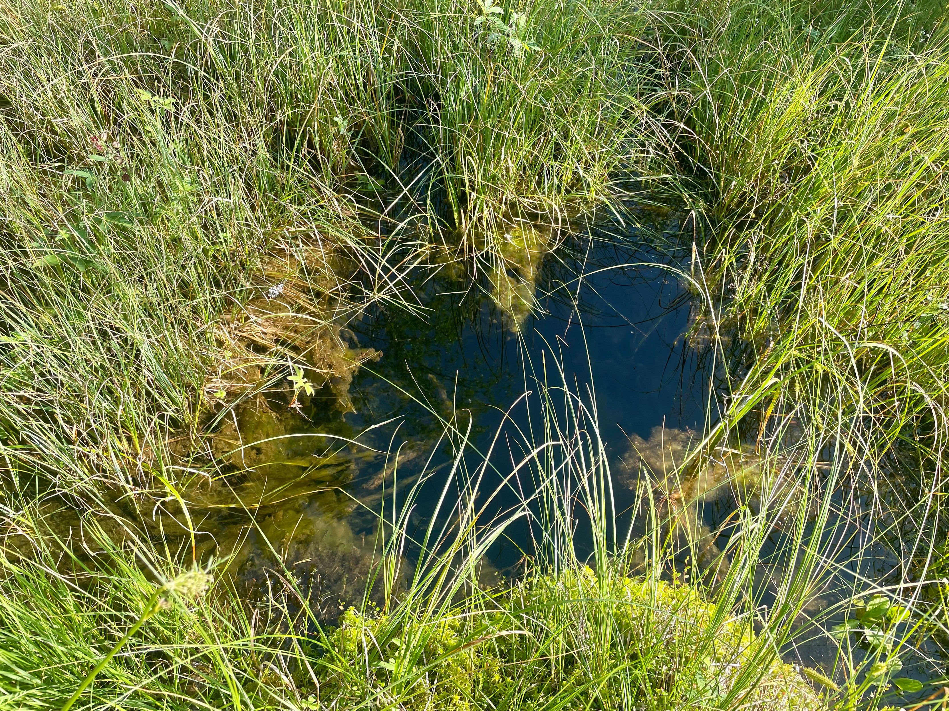 Pieni avolähde saraikon keskellä auringossa.