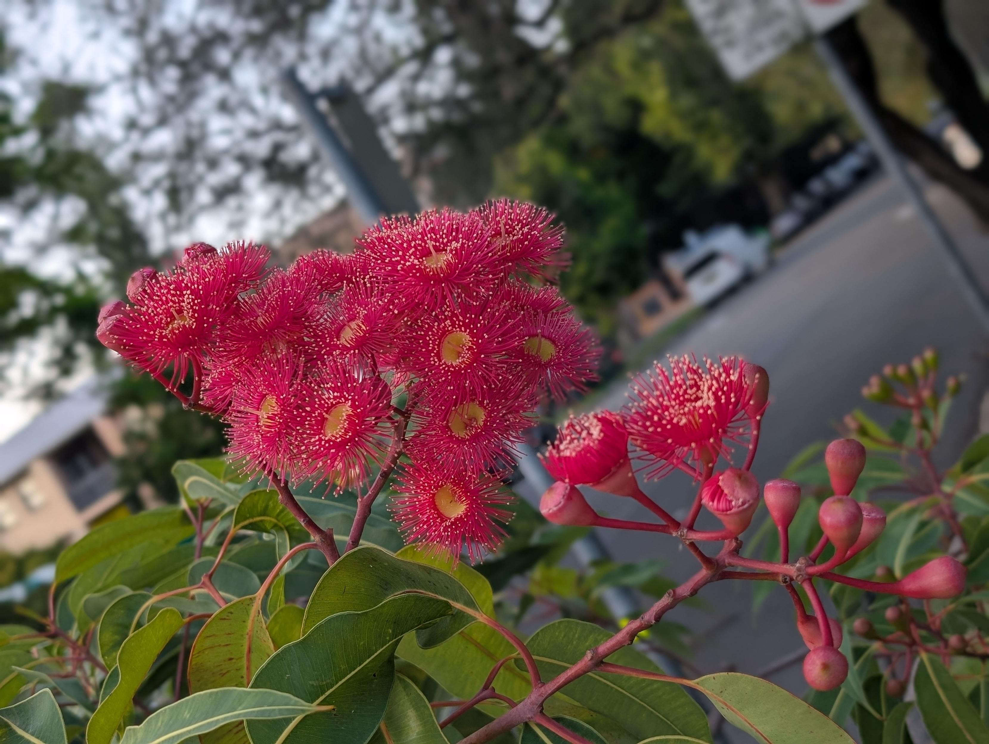 flowers of a Red Flowering Gum, before the birds eat them all