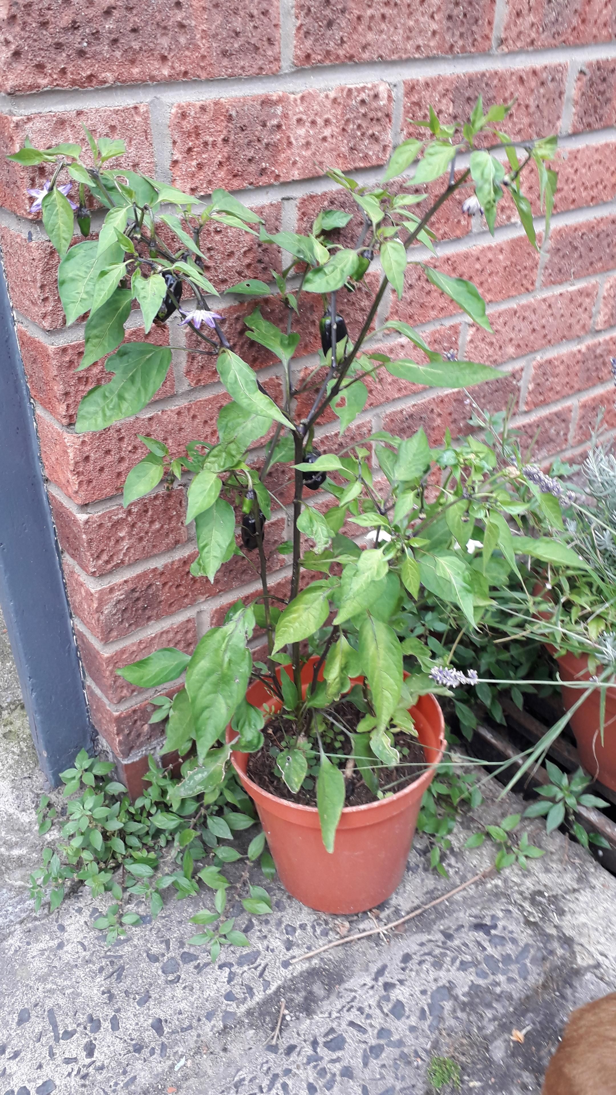 A chilli plant with black chillies against a brick wall.