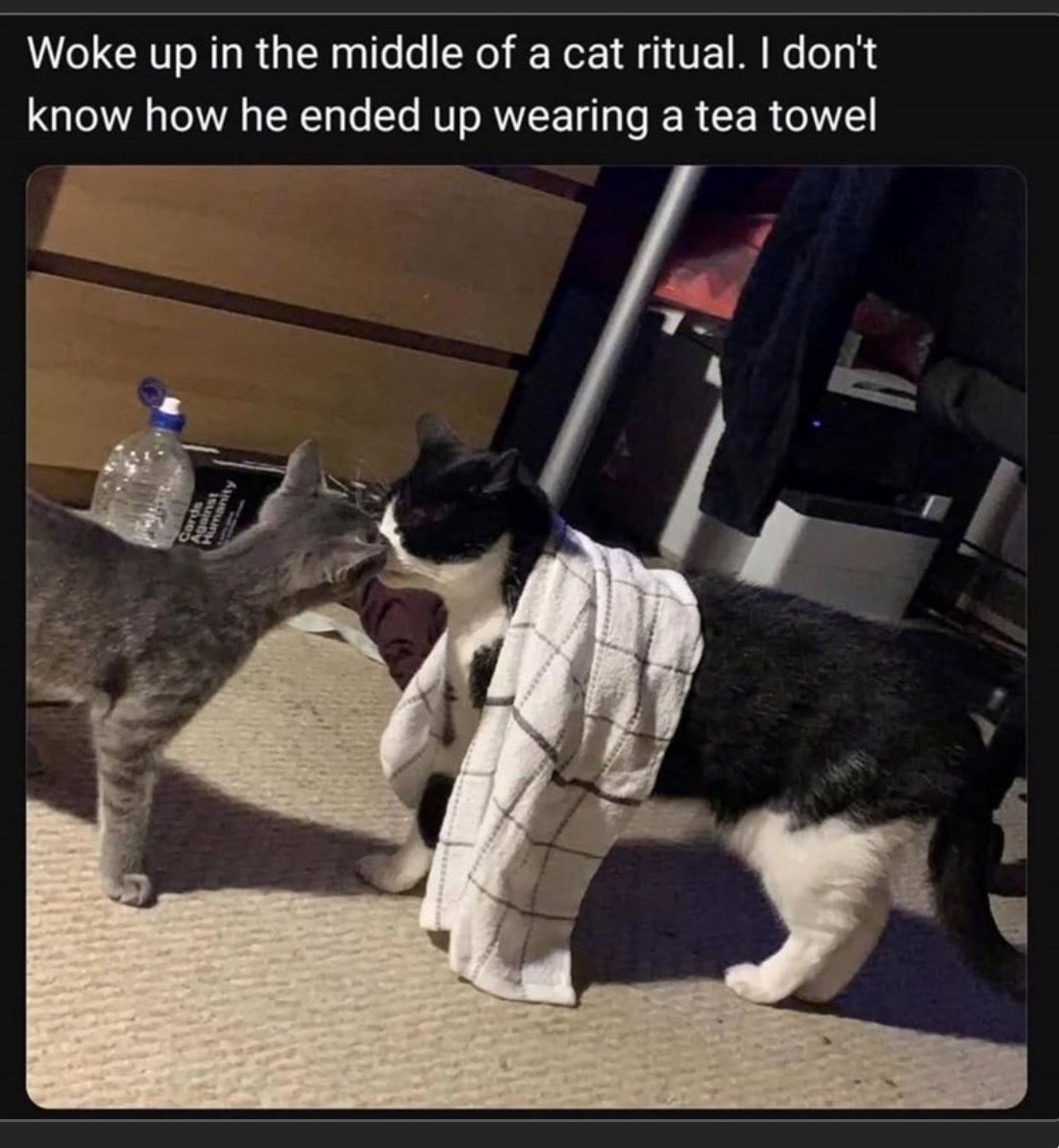 Two cats, one gray tiger and one black and white larger kitty, touch noses in a seeming mysterious moment. The larger cat is wearing a tea towel like a religious officiant.  Captioned:  Woke up in the middle of a cat ritual. I don't know how he ended up wearing a tea towel. 