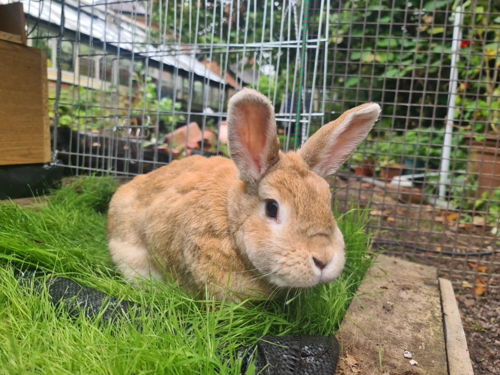 A ginger rabbit on a tray of Timothy grass, looking towards the camera