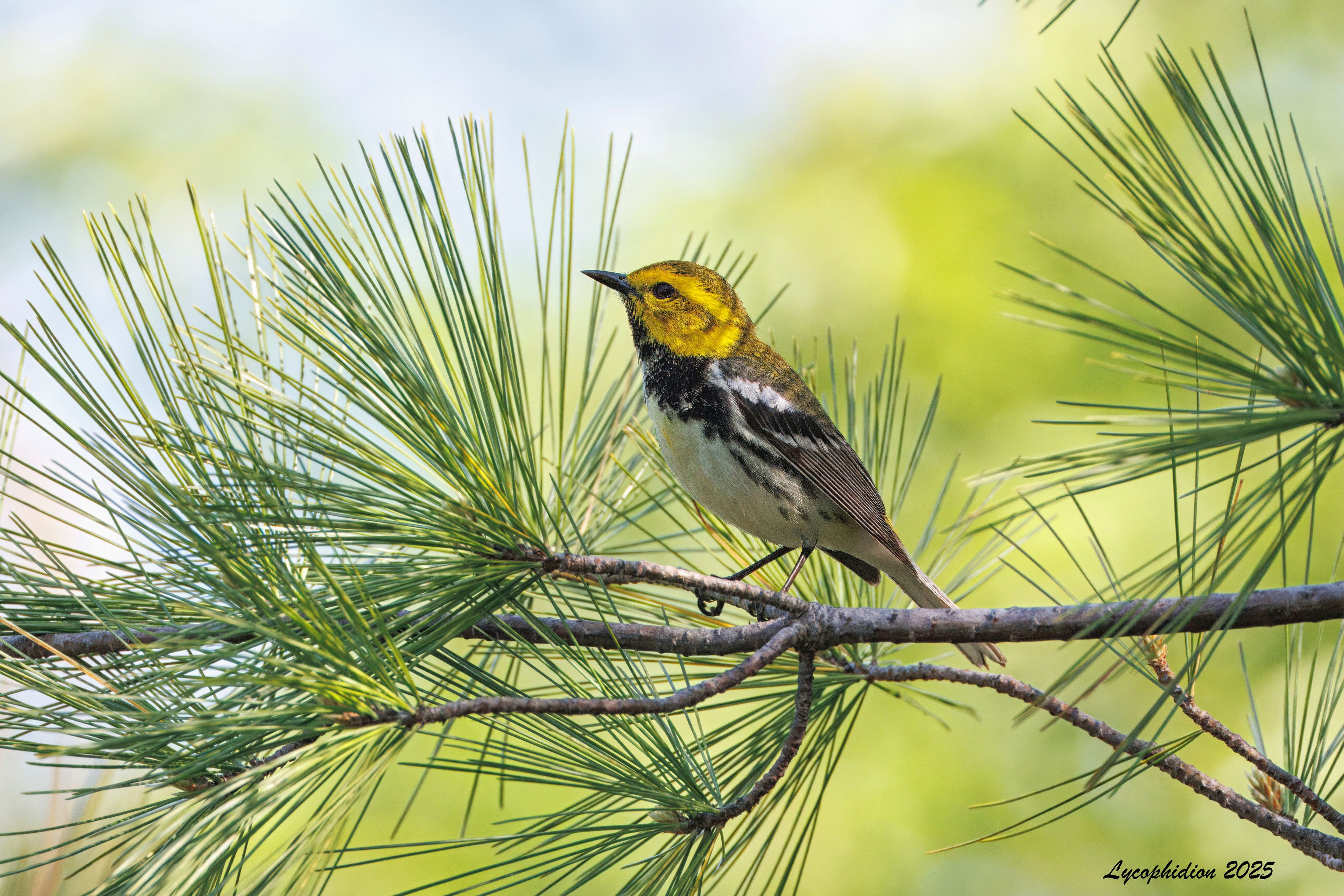 Male Black-throated Green Warbler perched on a pine twig. "These are olive-green birds, white below, with yellow faces and black on the front. Adult males are stunning, with a bright yellow face and extensive black on the throat turning to black streaks on the flanks. Two bright white wingbars. Females and young birds are patterned like males, but duller and lacking the extensive black on the throat." (AllAboutBirds)