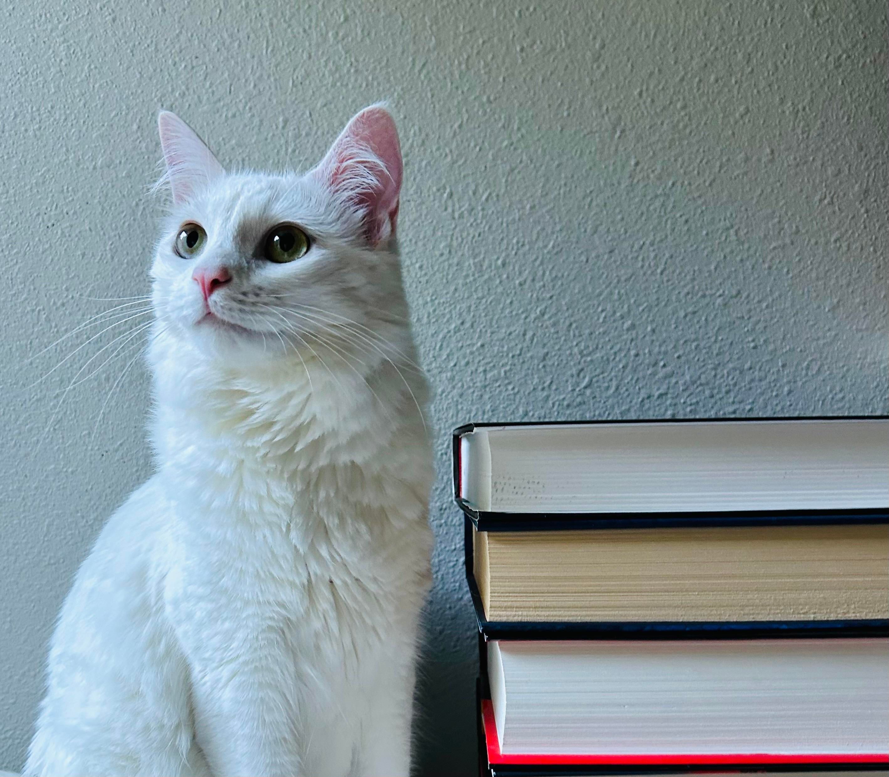 Just the basics, Blume and a small stack of books.