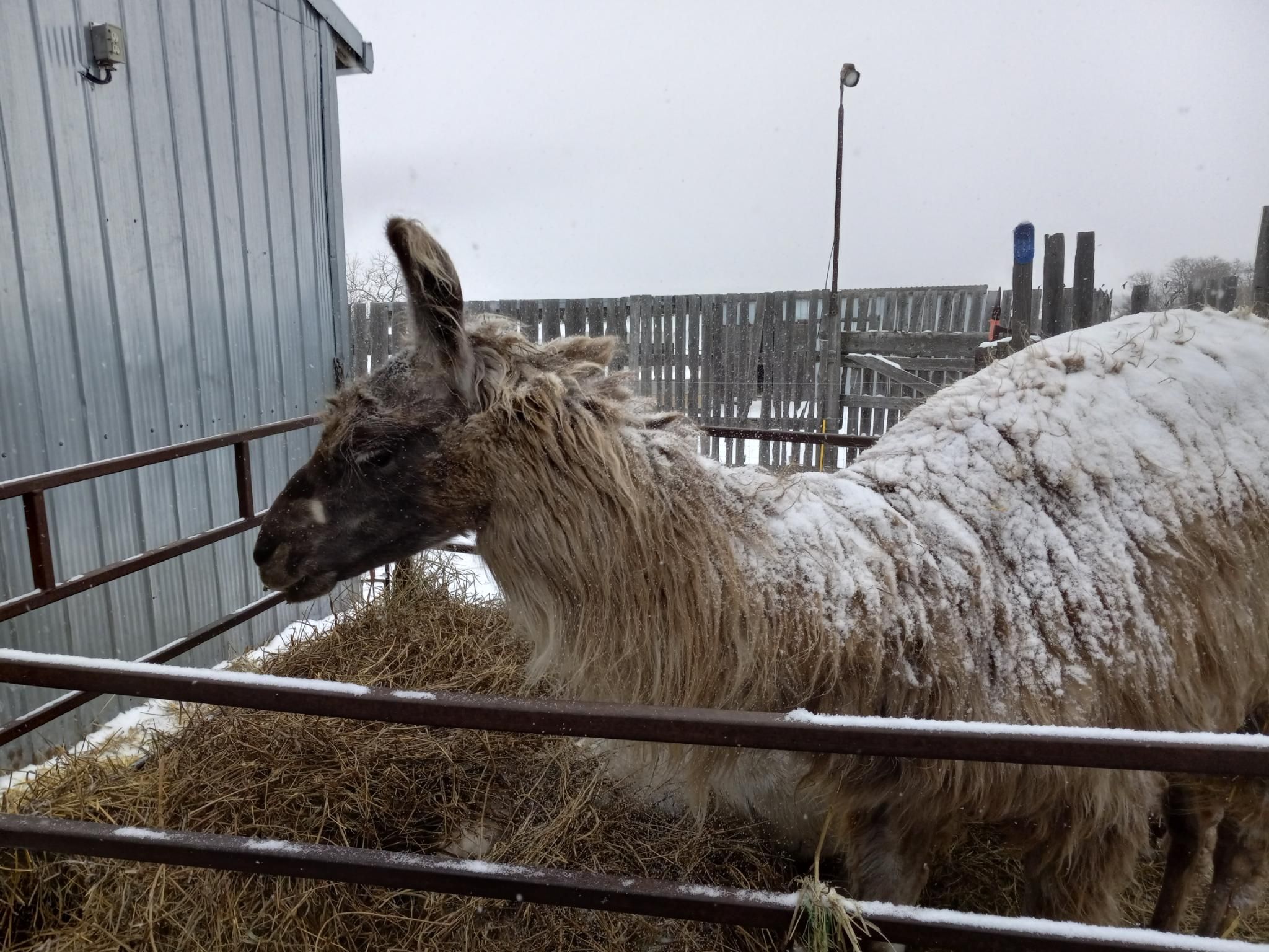 A fuzzy brown llama, eating hay from a metal hay rack next to a metal-sided farm building.  His back is totally coated with snow.  The sky is white with clouds and snow.