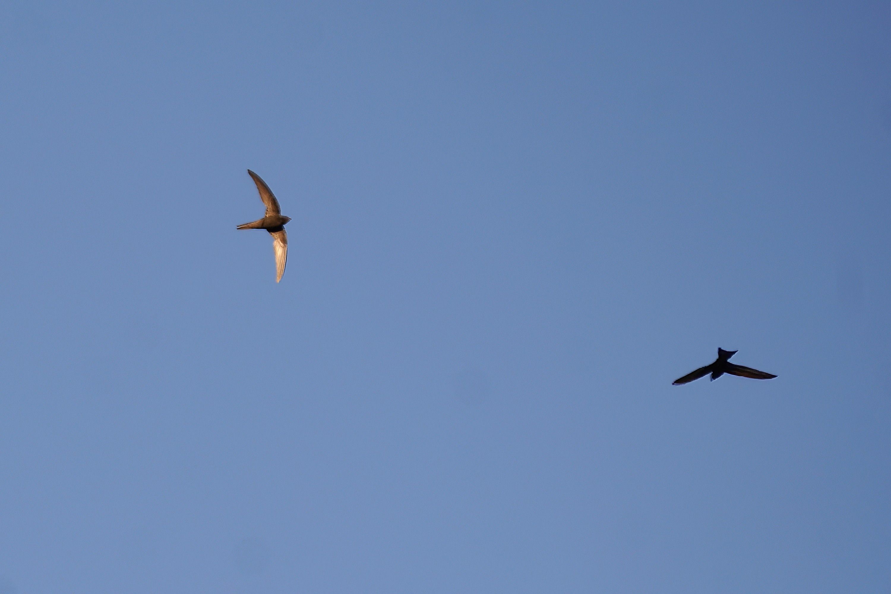 Two swifts flying around. There were heaps of swifts flying at our hotel in Litochoro but I'm not good enough to get the impressive swift photos and didn't have the best lens, I think.