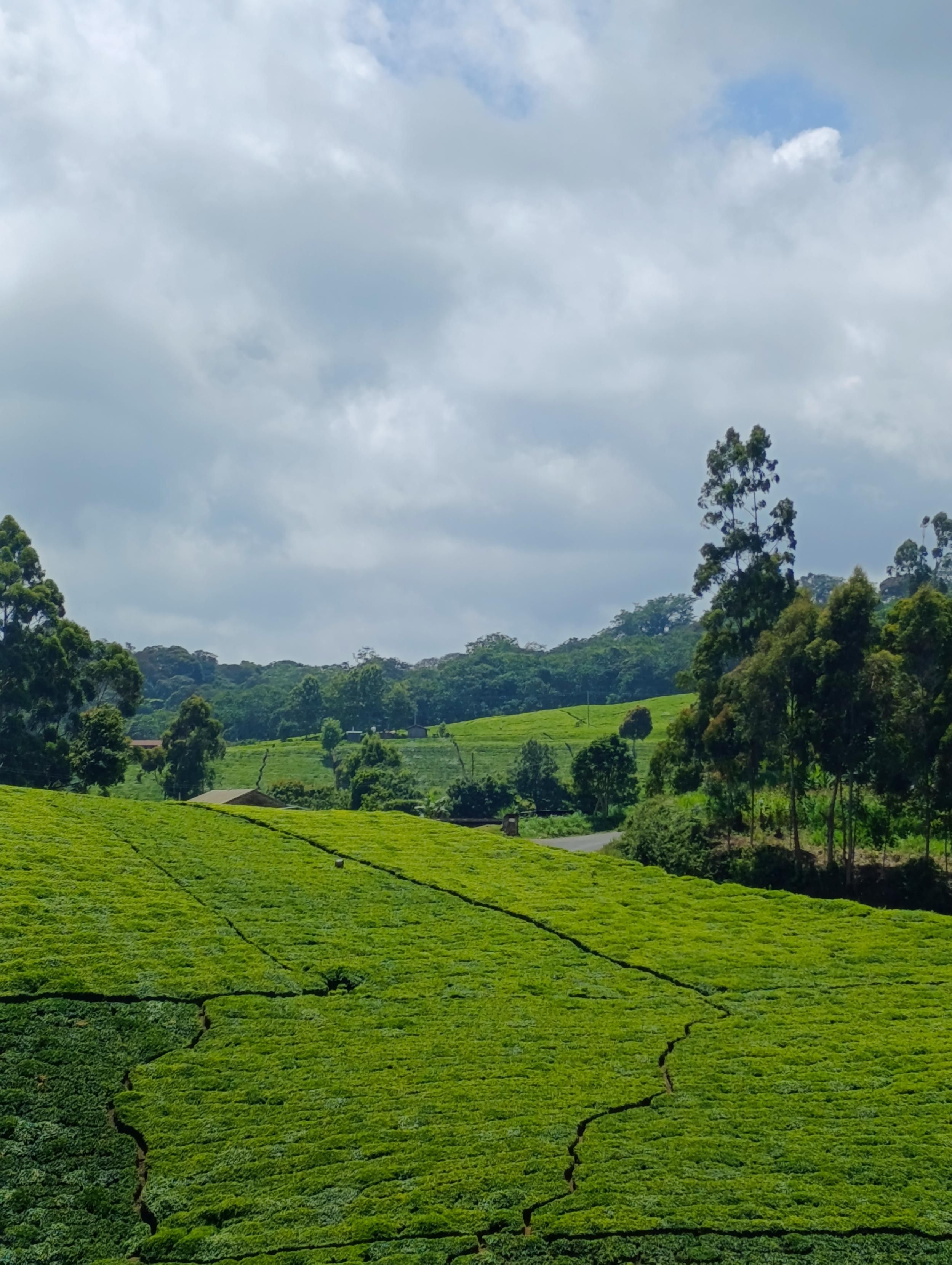 Tee plantations with exotic trees in South Imenti 
