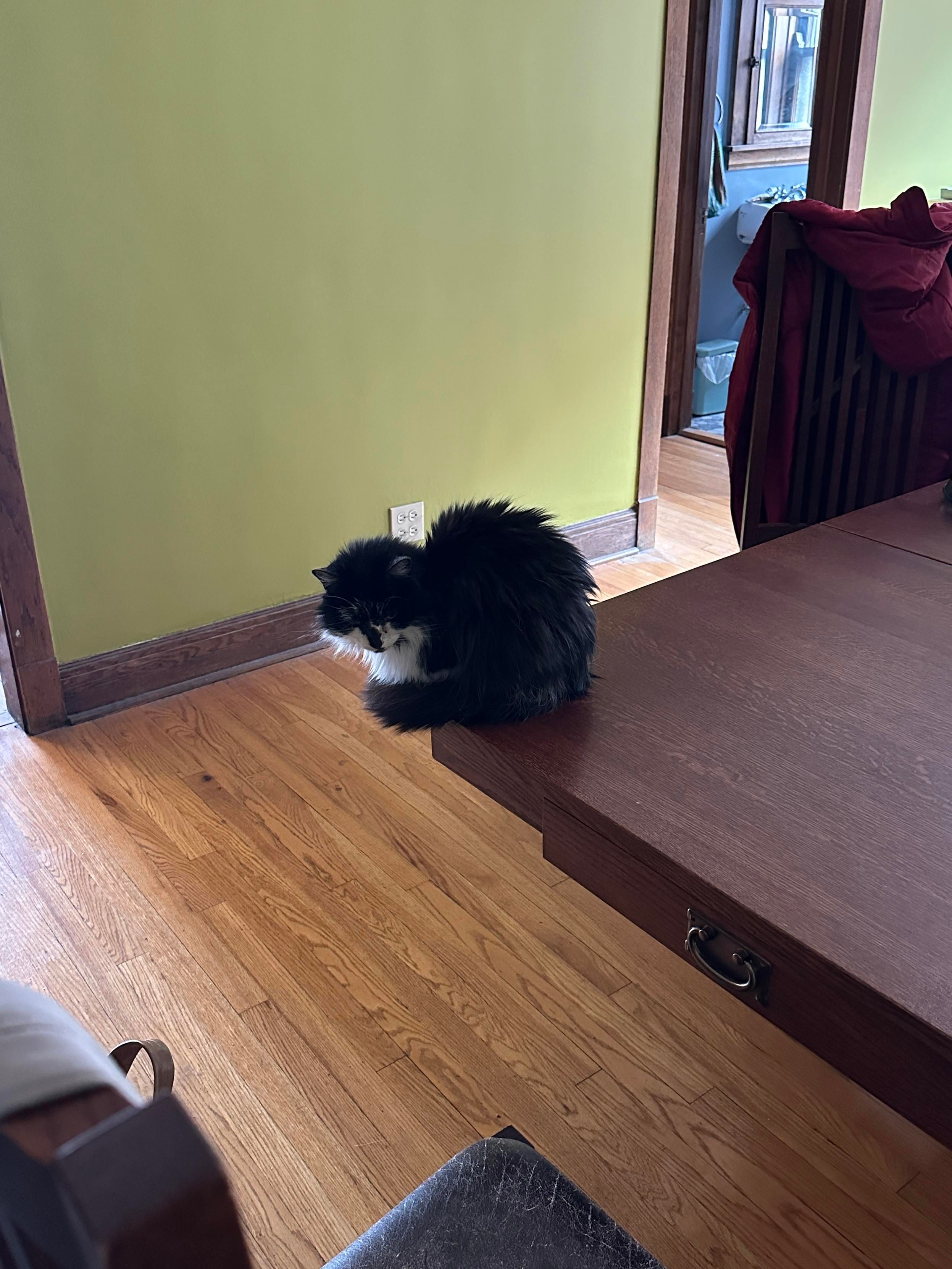 Little cat perched on the very corner of a table
