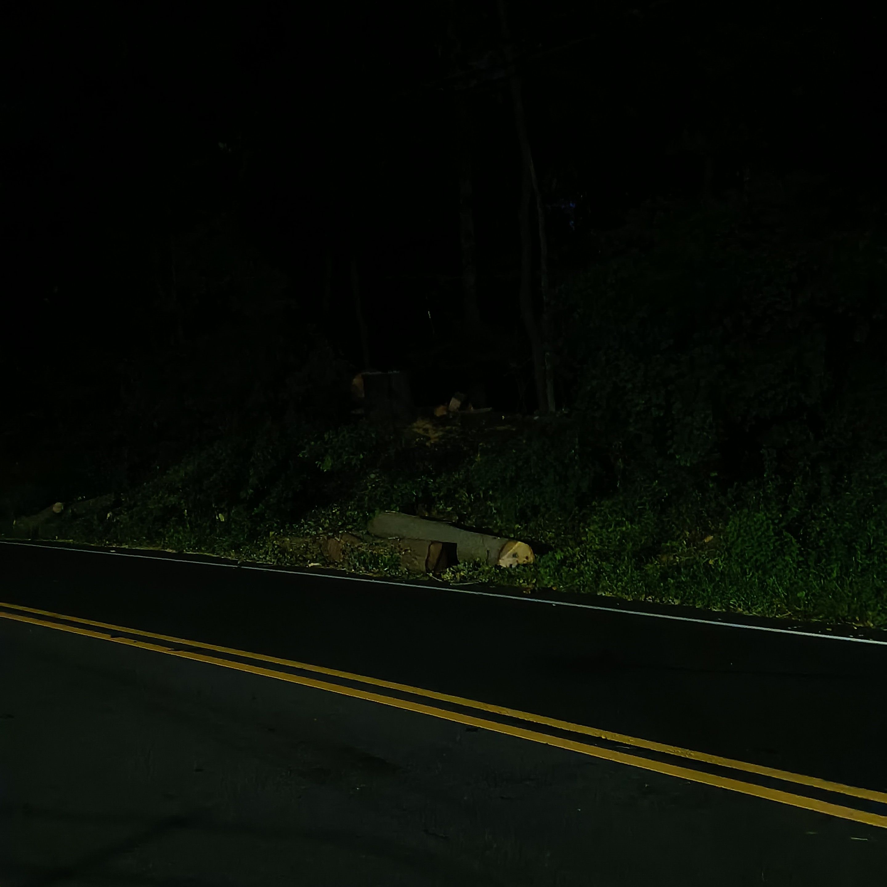 cut tree and trunk out the shadows from across the road