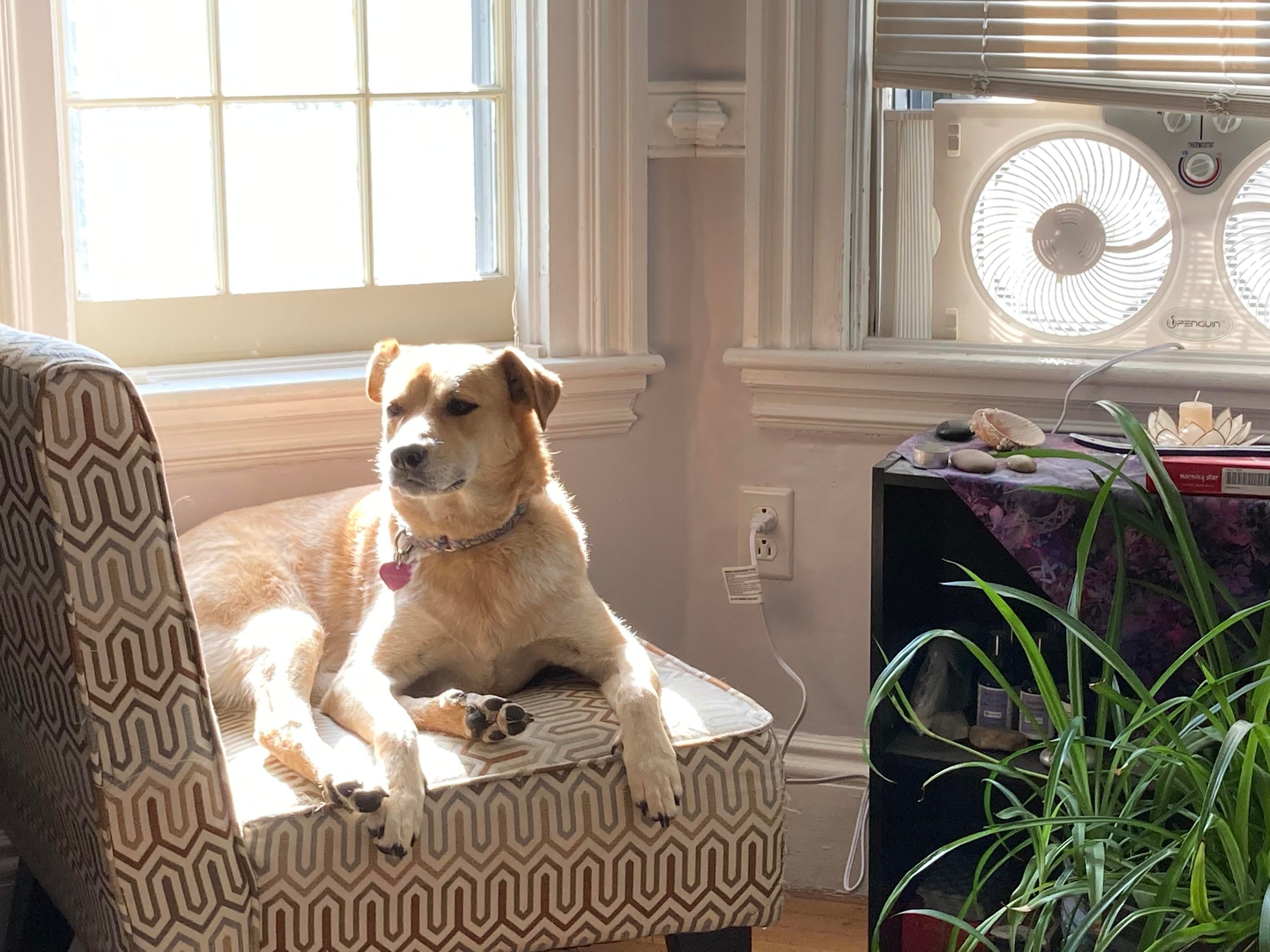Gold and white dog lounging on a gold, blue and white upholstered chair, the sun is shining through the window onto her. There is a fan in the next window and a black bookcase below it and a green spider plant in front of the bookcase.