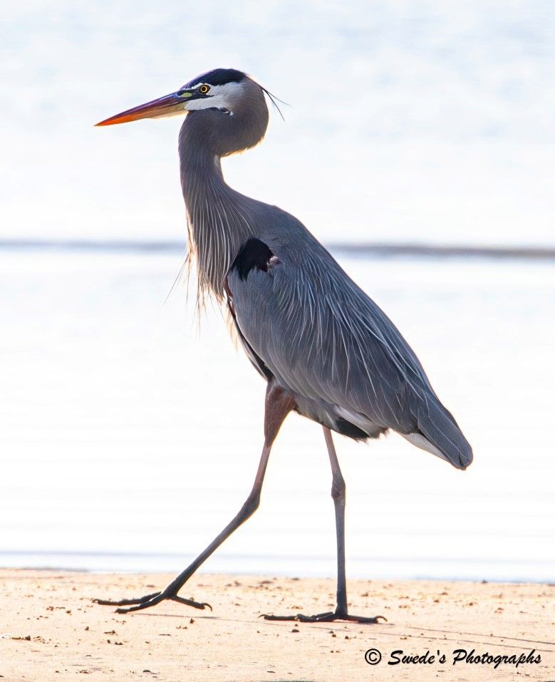 "A great blue heron (Ardea herodias) strides across a sunlit sandbar, its long legs moving with deliberate grace against the backdrop of a gently rippling shoreline. Captured in side profile, the heron’s posture is statuesque—its slender neck curved in a subtle S-shape, leading to a sharp, dagger-like beak poised as if mid-thought.

Its plumage is a tapestry of blue-gray tones, layered with soft black accents and crisp white markings that catch the light like brushed steel. The feathers along its back and wings drape elegantly, giving the bird a regal, almost prehistoric silhouette. Each step seems measured, as if the heron is both part of the landscape and somehow above it—an ancient sentinel of the shore.

Behind the bird, the water stretches out in muted blues and silvers, adding a sense of depth and quiet motion. The sand beneath its feet is pale and textured, scattered with subtle shadows that echo the heron’s form. The image is signed “Swede’s Photographs” in the bottom right corner, a gentle nod to the artist behind the lens.

This moment captures not just a bird, but a mood—one of solitude, elegance, and timeless presence." - Copilot
