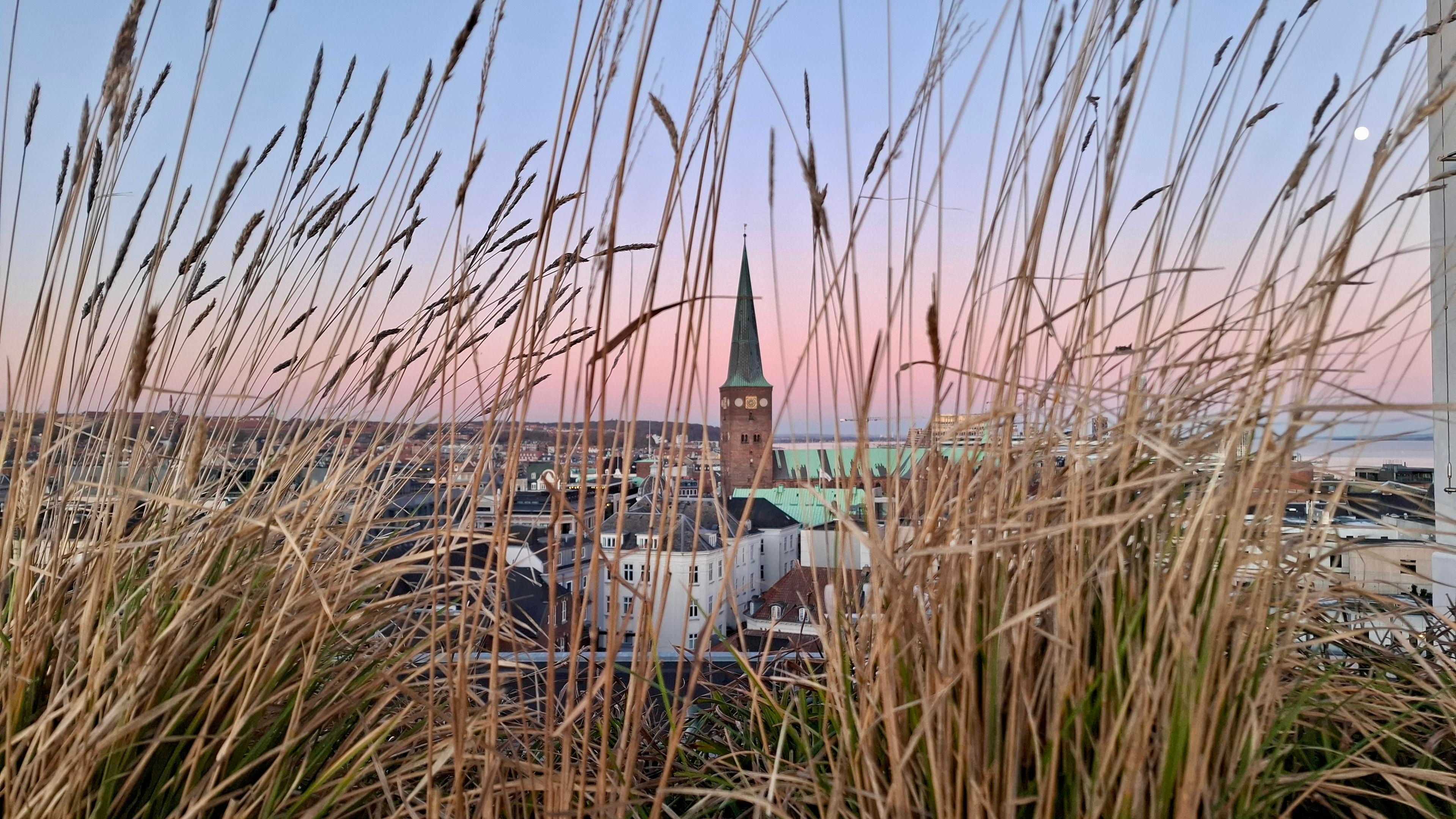 Short version: Aarhus Cathedral spire in aerial view seen through long grasses. Fuller description: Aerial view across Aarhus mid-city to the sea, seen through long grasses, their stems bending in the wind. This is the café garden on the rooftop of Salling department store, 30 metres up. Framed through the long-stemmed grass stalks: Domkirken, the cathedral spire. The sky is cloudless and a light bluey-purple colour with a streak of sunset pink. The moon is unusually bright and clear, high in the sky.