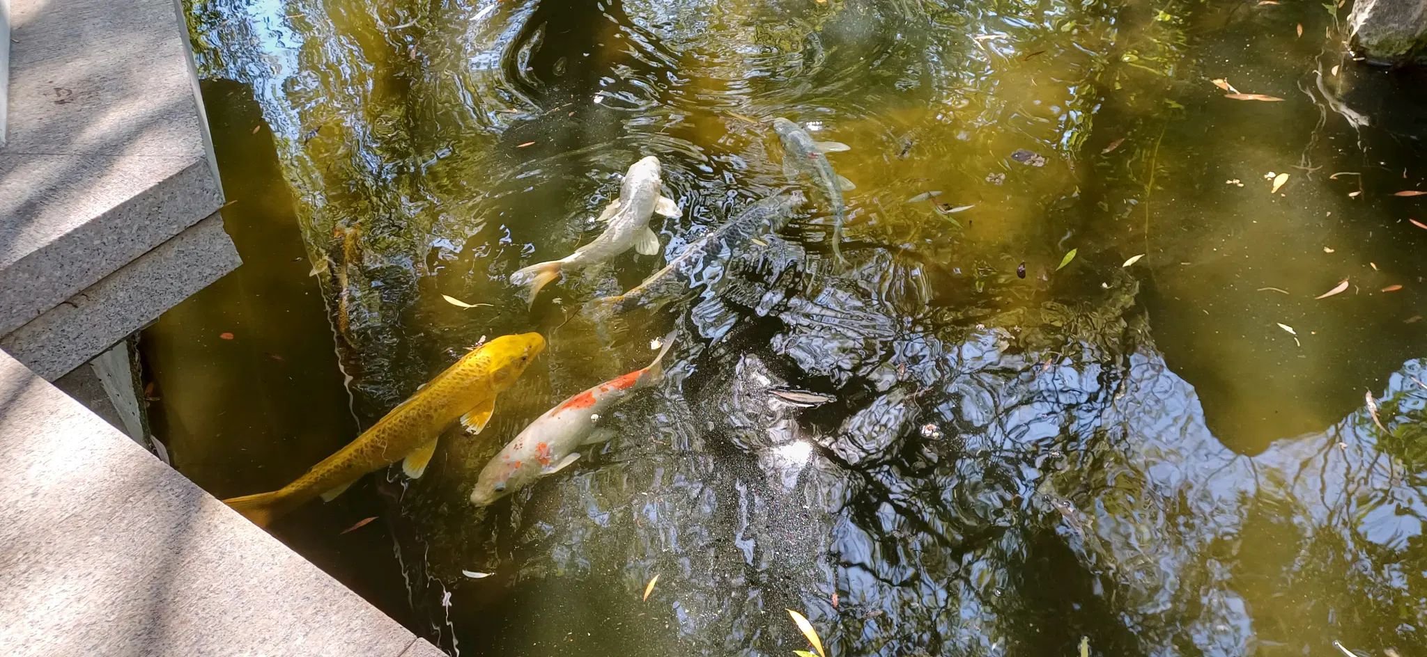 Koi carps in a pond.