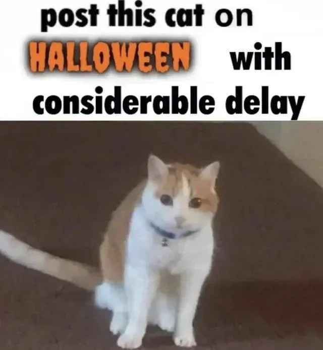 A cat picture with the caption "post this cat on HALLOWEEN with considerable delay".