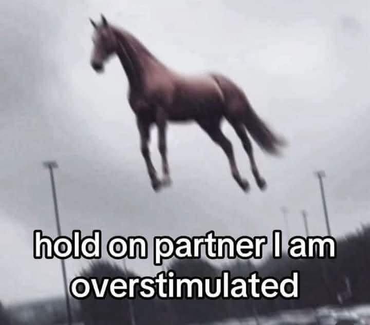 what looks like a normal horse flying high up in the air in a parking lot with the words, "hold on partner I am overstimulated"