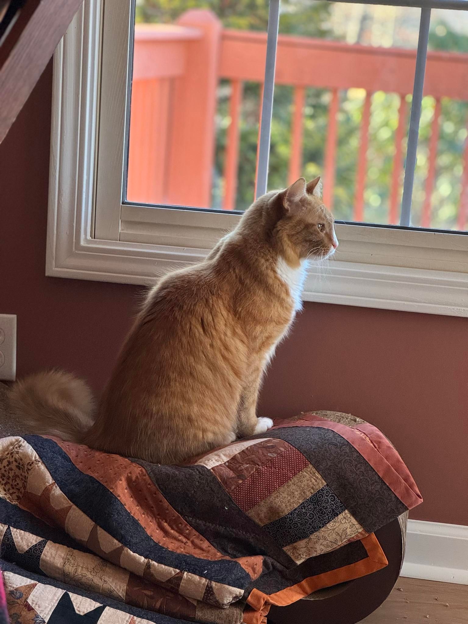 Sir Wobbles, an orange cat, sitting in profile on a quilt on top of his scratcher next to the window.