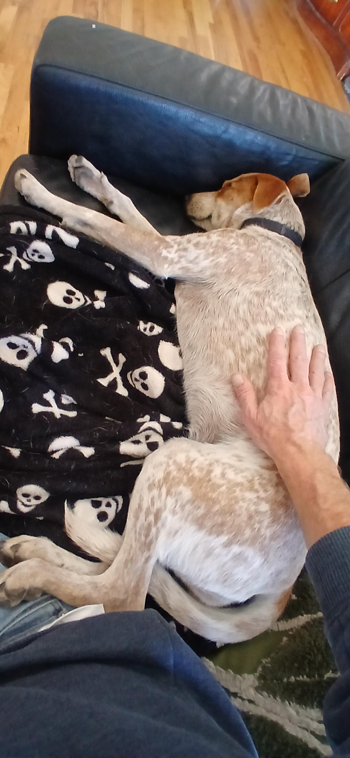 Red heeler asleep on couch beside me