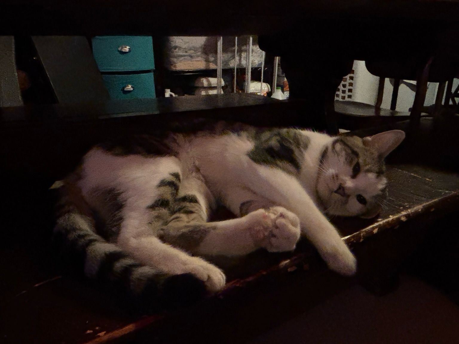 A grey and white cat lolling about on a bench in my basement,