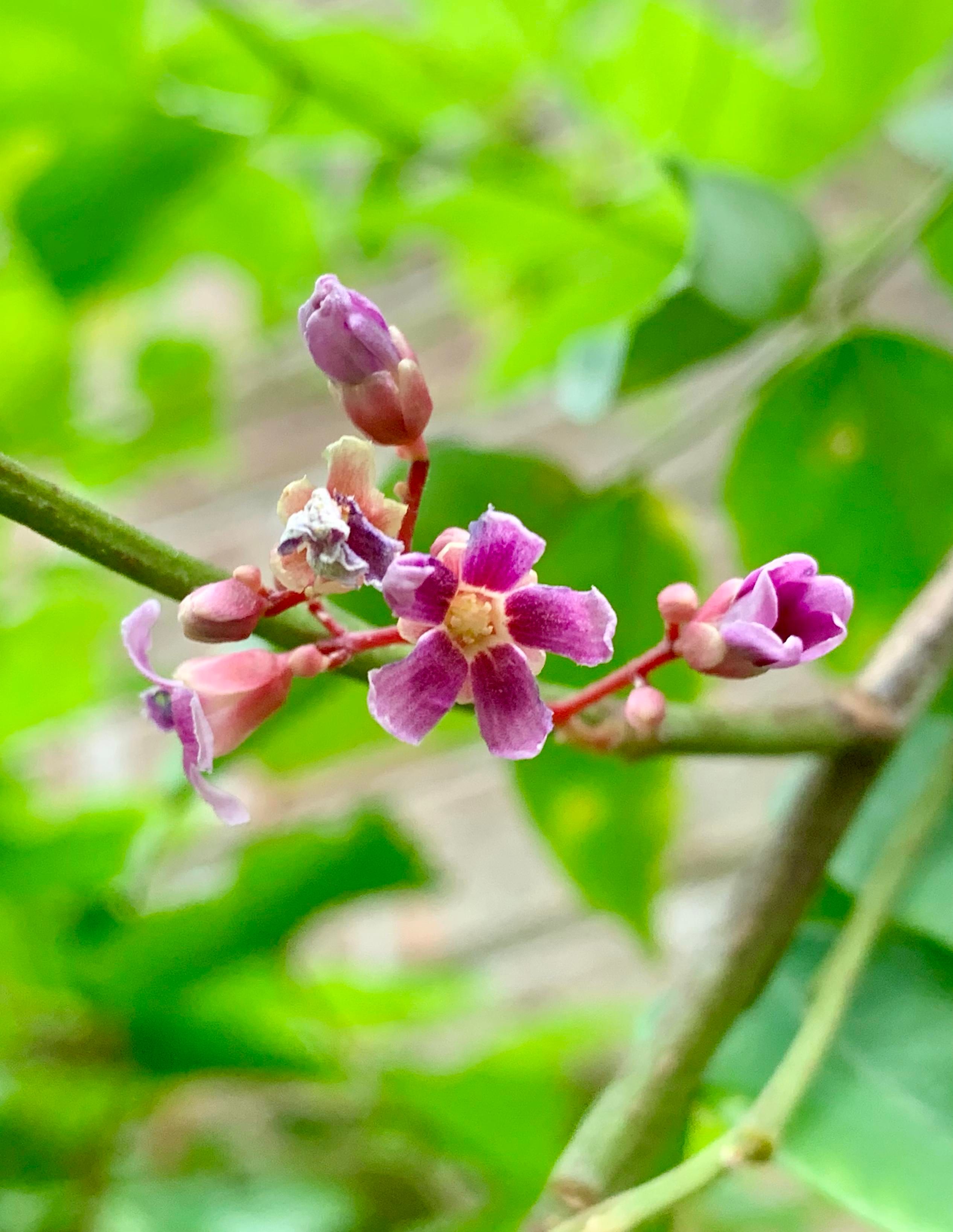 A close-up of delicate dark pink flowers on a green background, featuring various buds and blooms on a slender branch.