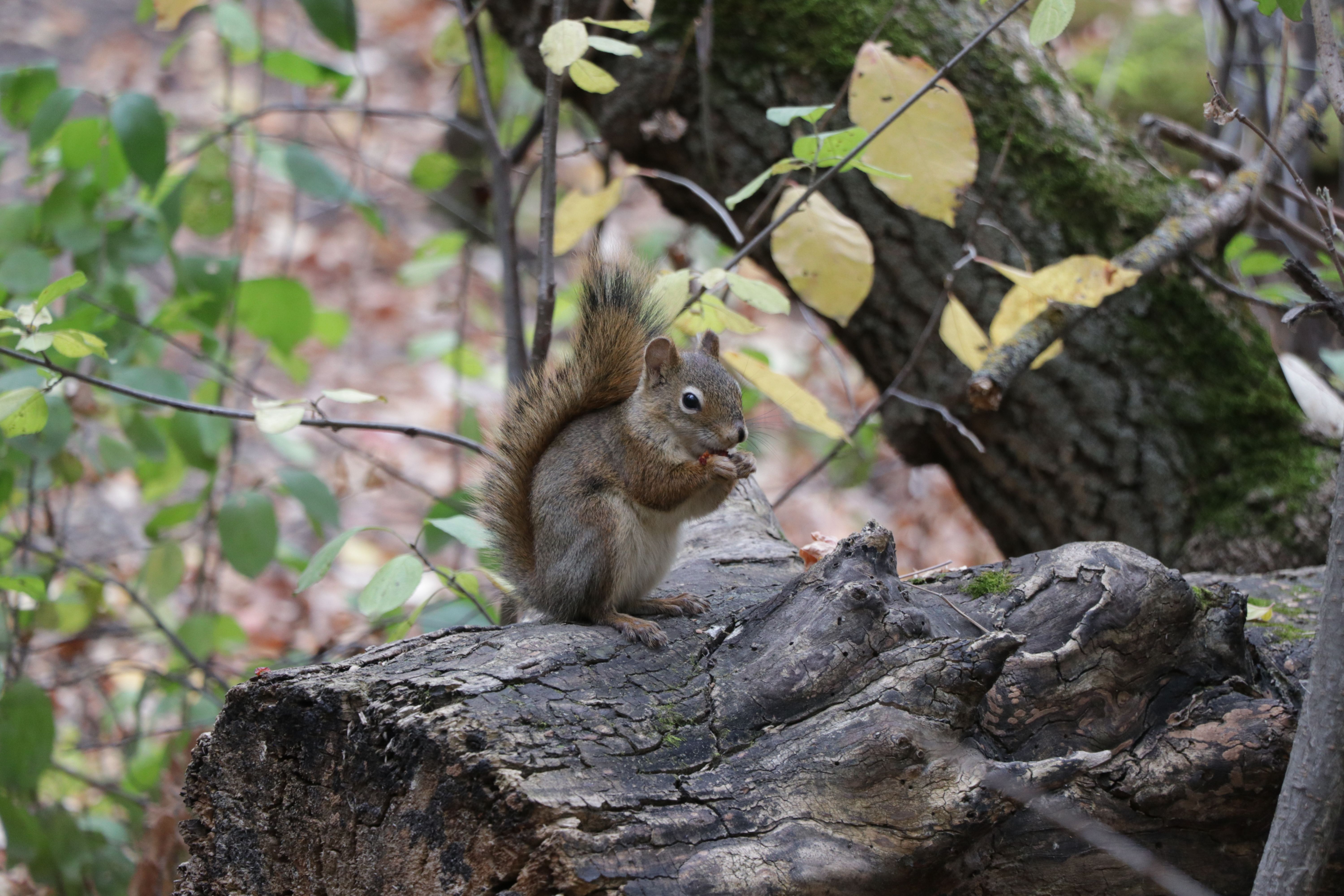 Zoom in on a squirrel eating which I think are berries of some kind, while it's watching me carefully.
