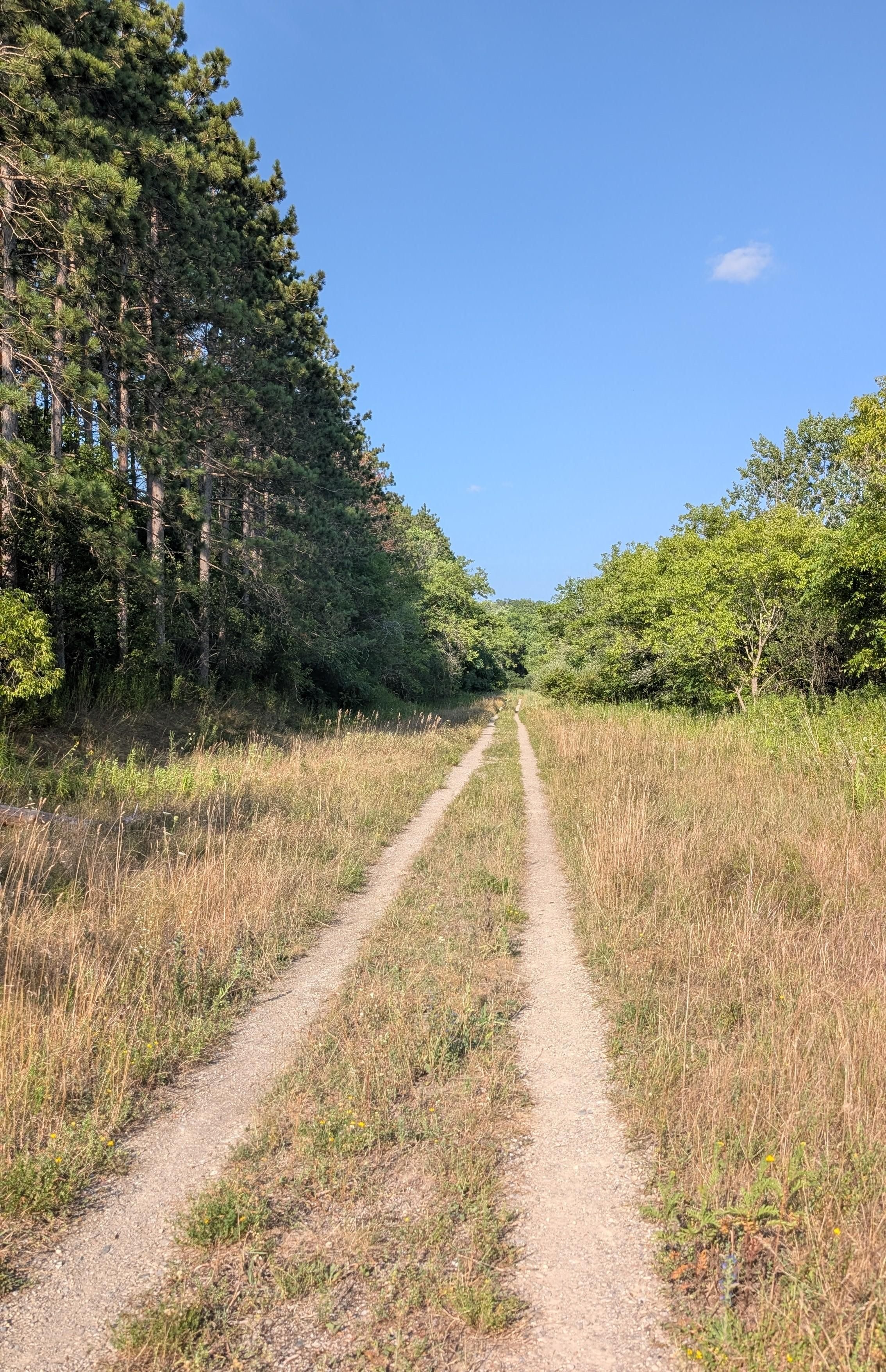 Pine trees line the left hand side all in a perfect row, perfectly spaced it. In the centre is mostly brown dried grass, with two straight, narrow, parallel paths leading straight to the centre. Smaller trees line the right side and above is a deep blue sky with a single tiny cloud