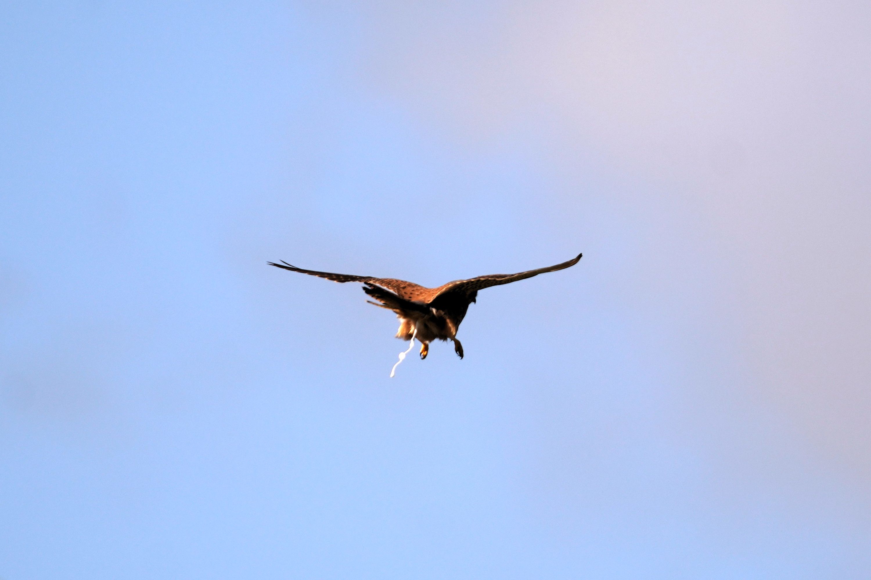Kestrel (brown) taking off and leaving a stream of poop behind it.