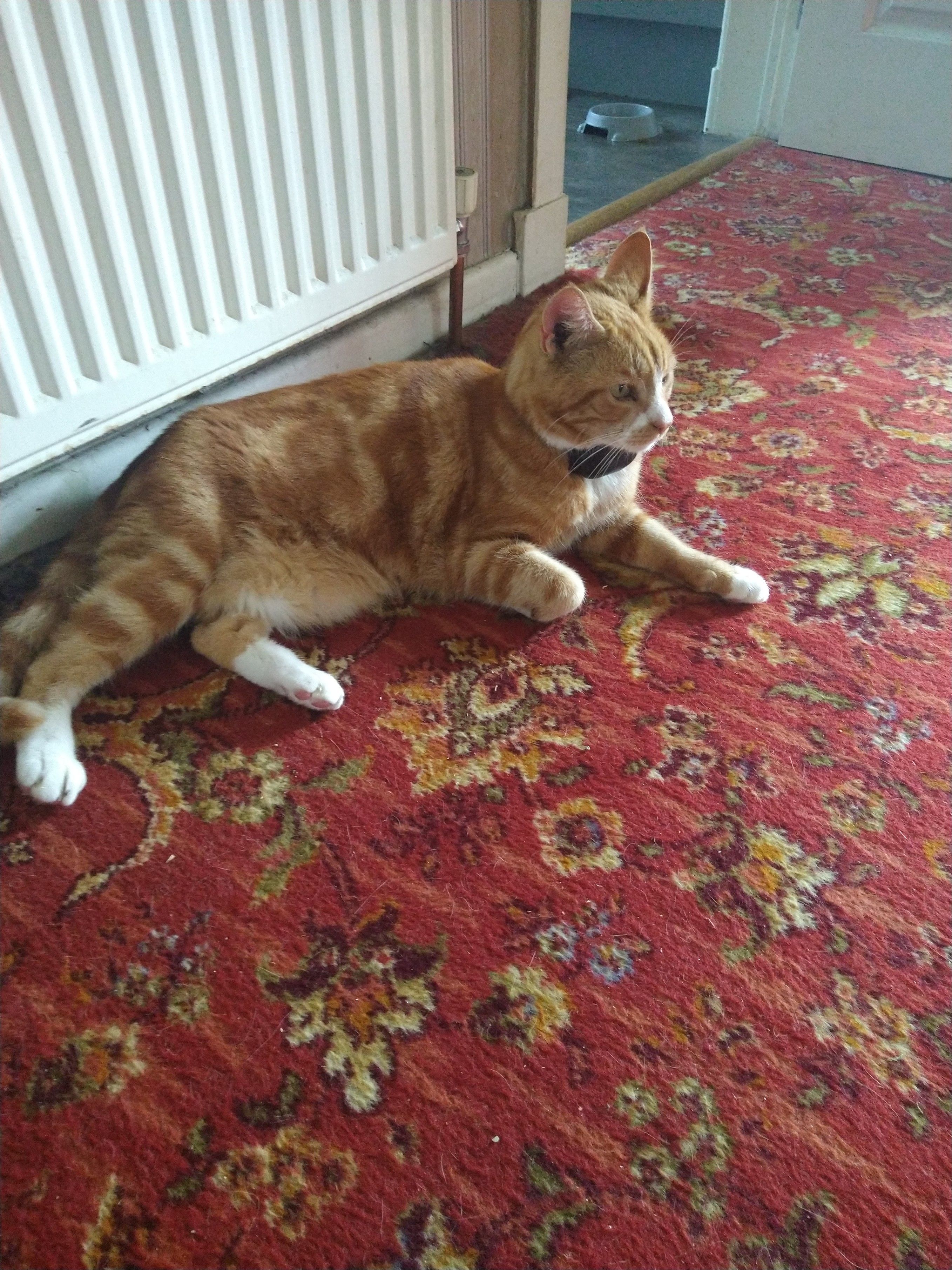 Oscar large ginger and white tom cat laying on a patterned red carpet 